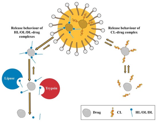 Degradation of polysorbates 20 and 80 catalysed by histidine