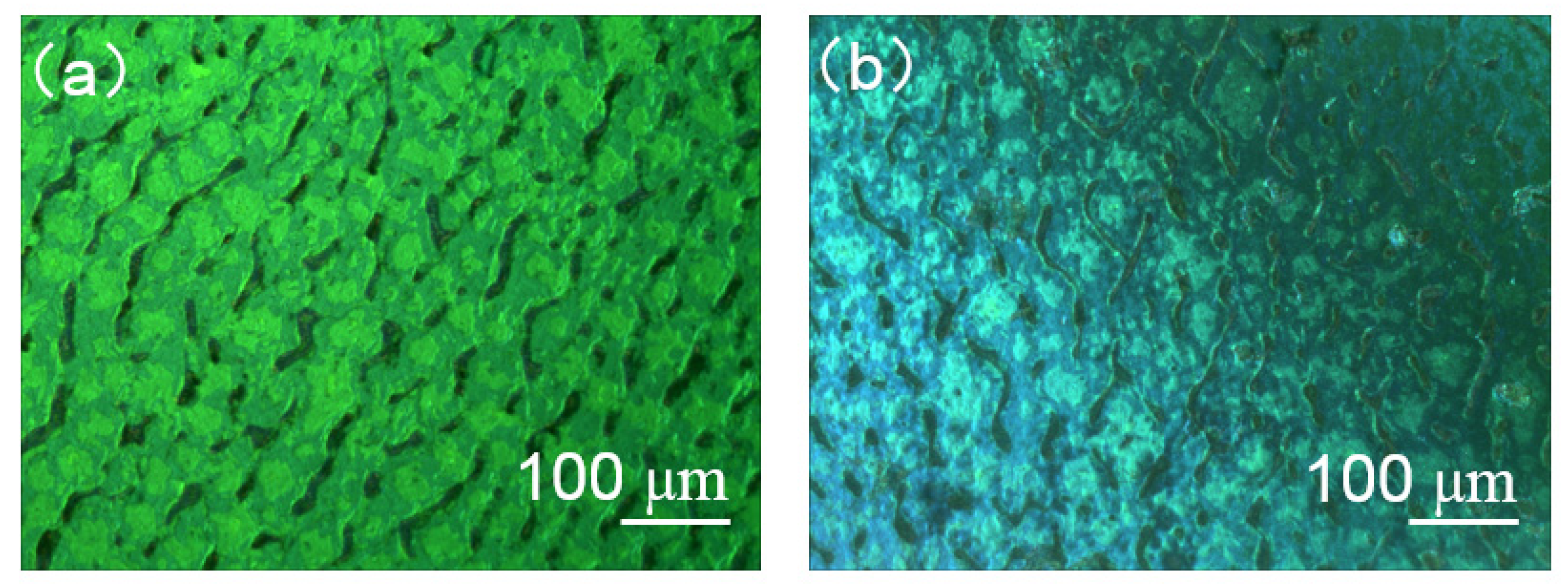 Molecules 26 06889 g010
