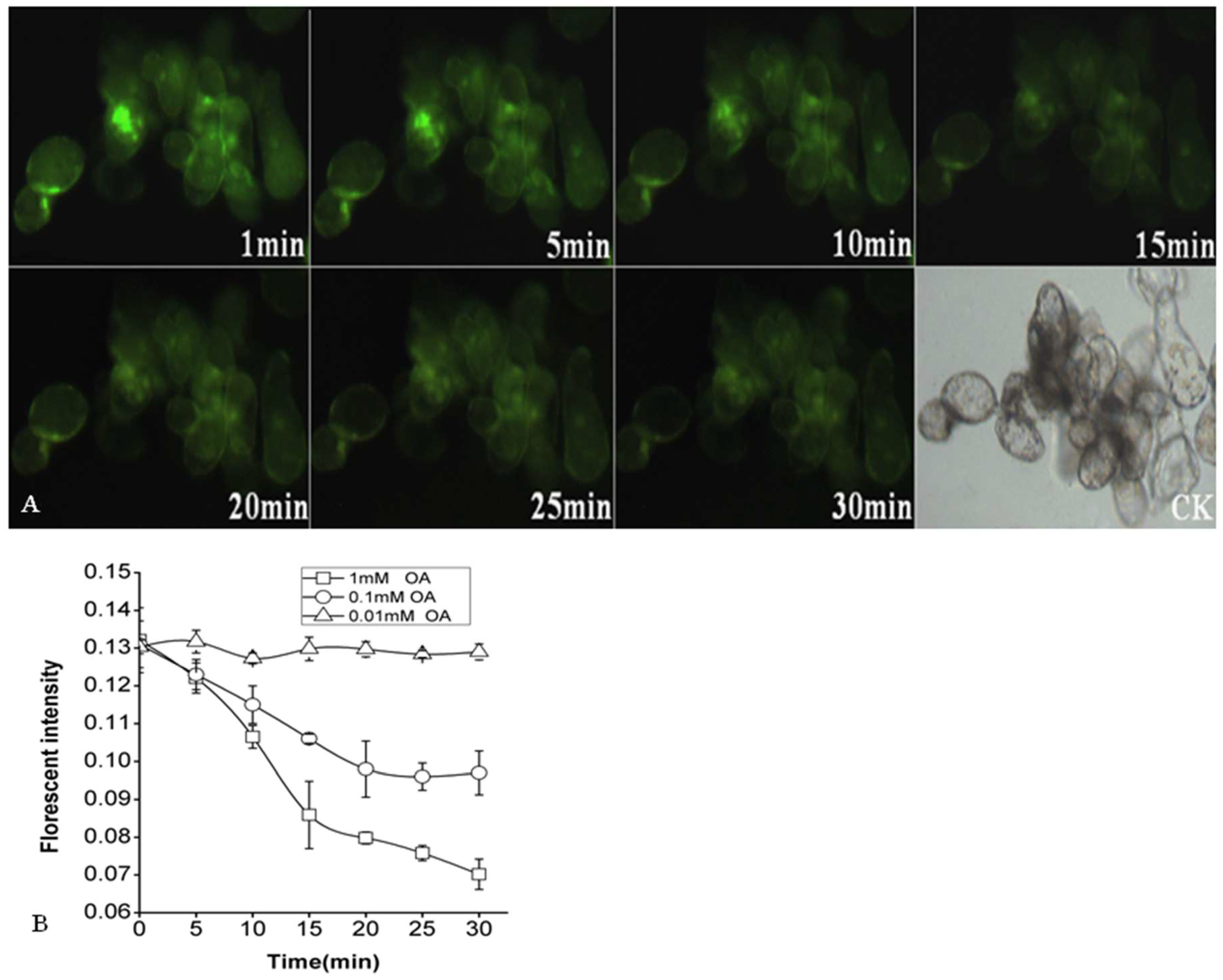 Molecules 26 06957 g004