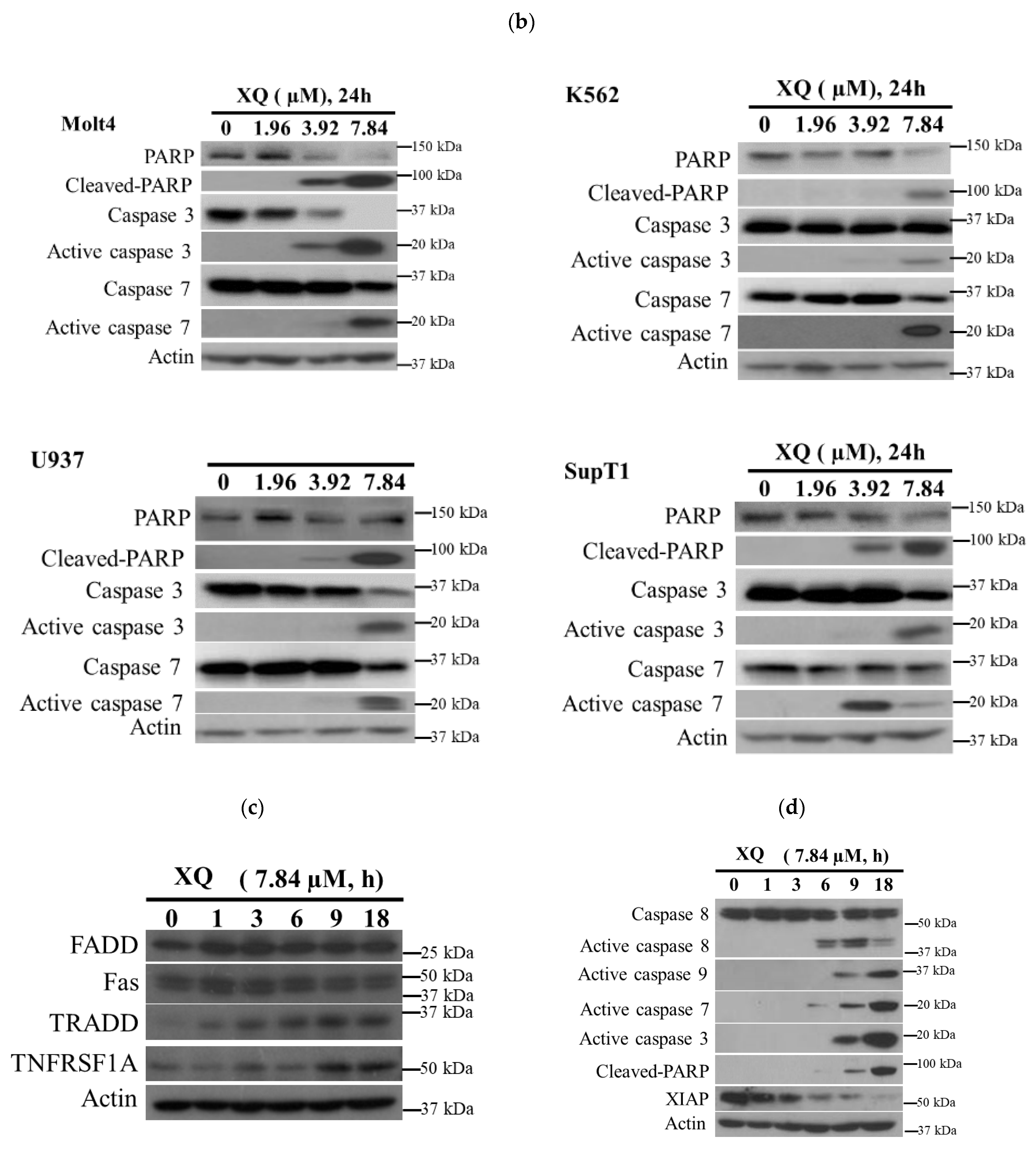 Molecules 26 07037 g005b Molecules 26 07037 g005b