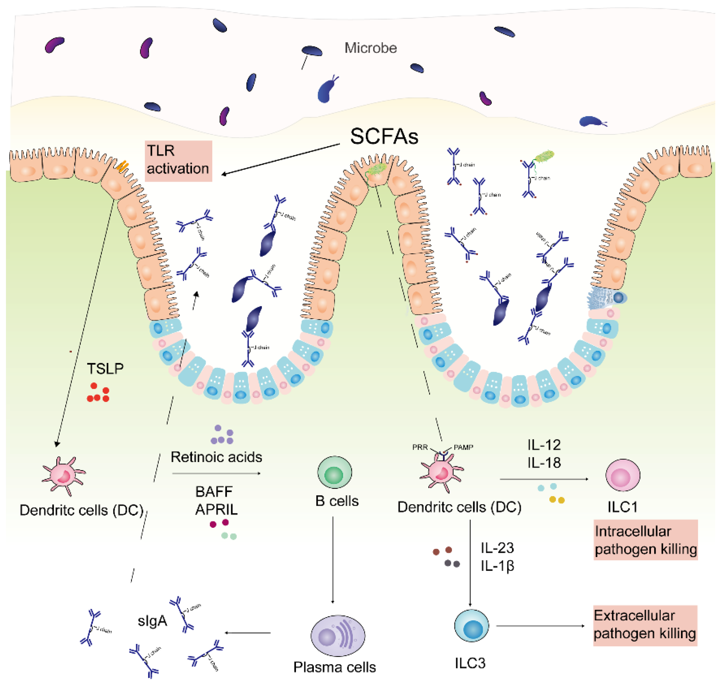 Molecules | Free Full-Text | Antimicrobial Properties of Chitosan and ...