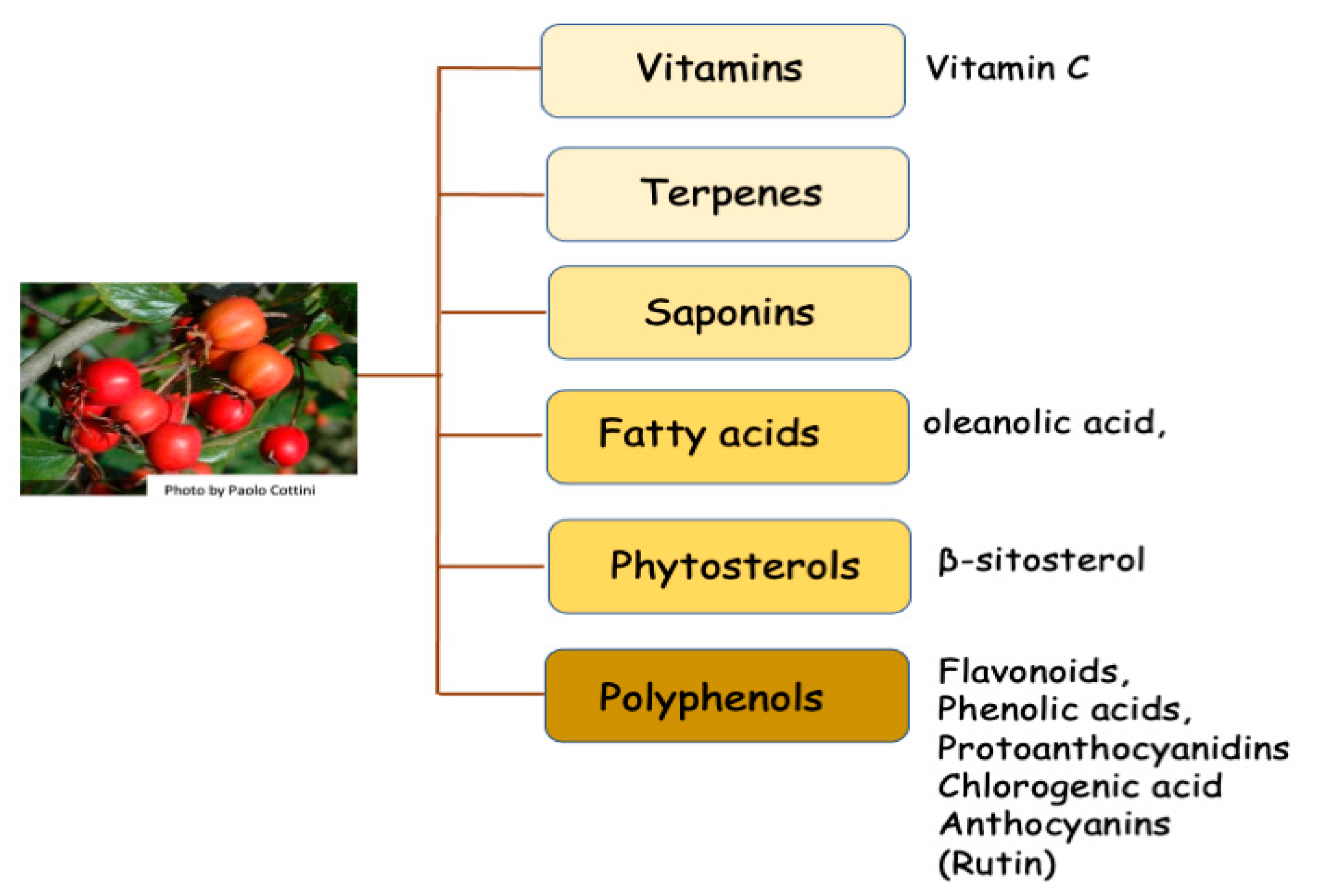 Molecules | Free Full-Text | Botanical, Phytochemical, Anti-Microbial and  Pharmaceutical Characteristics of Hawthorn (Crataegus monogyna Jacq.),  Rosaceae