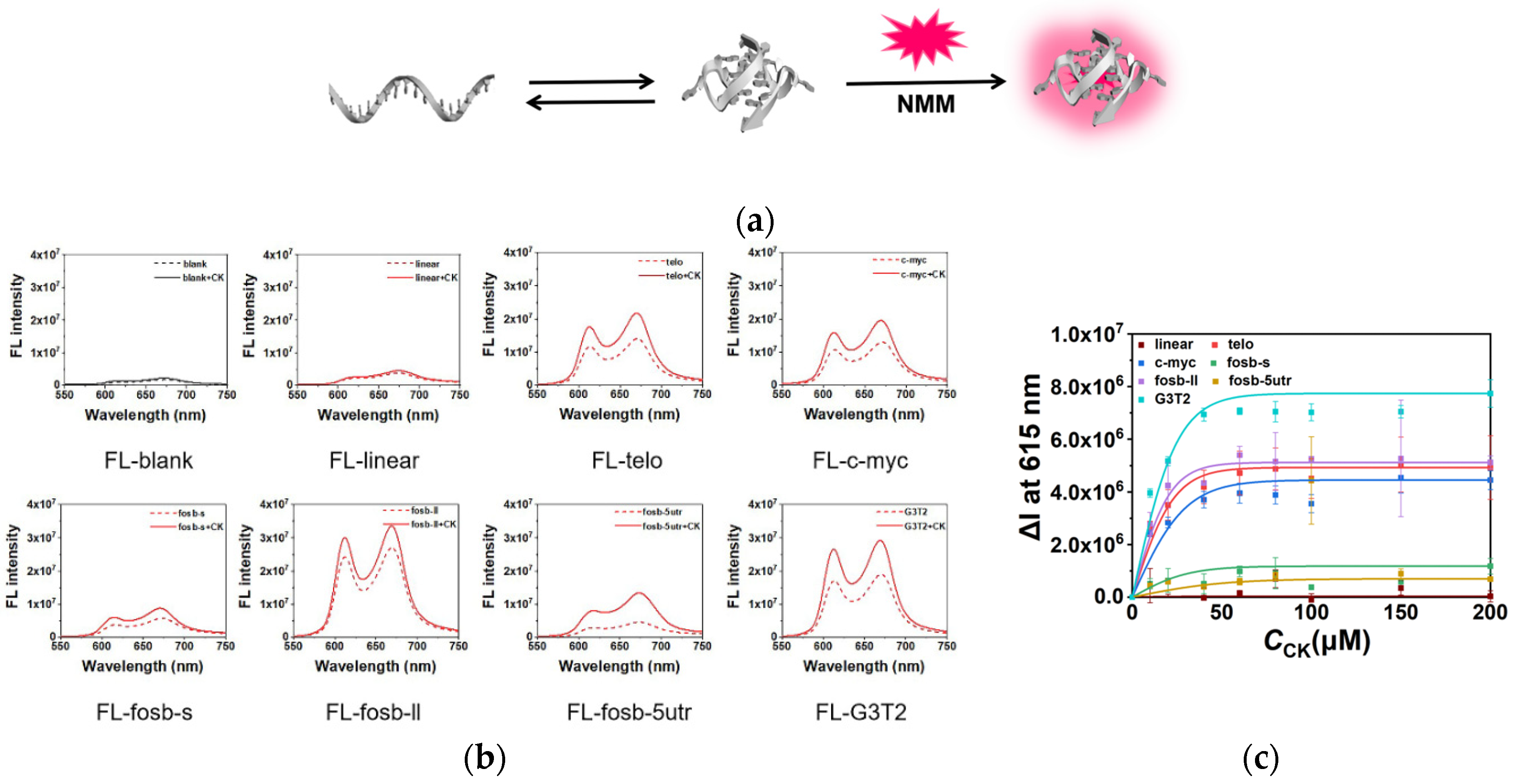 Fluorescence spectra of NMM-probe DNA after incubation with varying