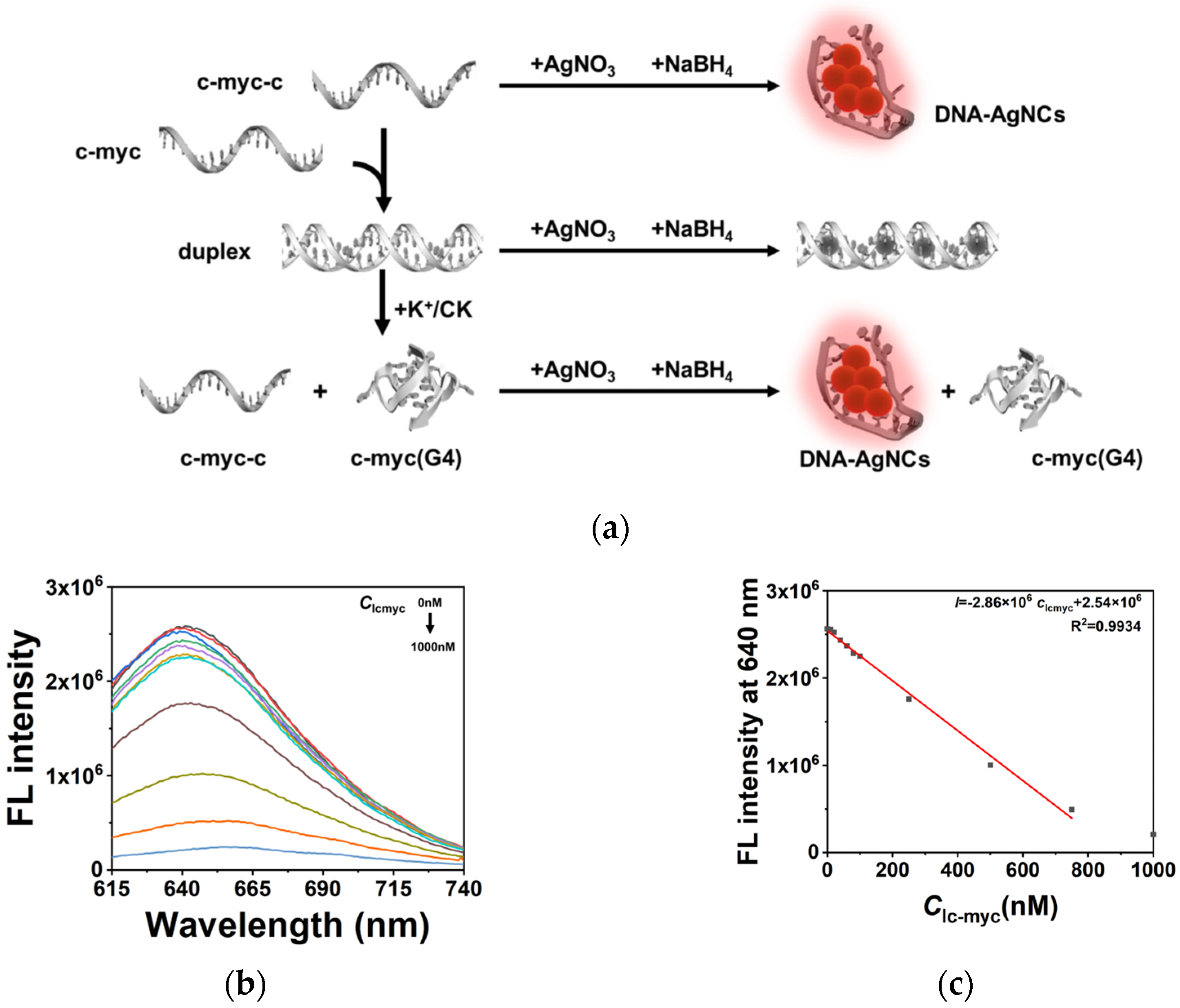 Fluorescence spectra of NMM-probe DNA after incubation with varying