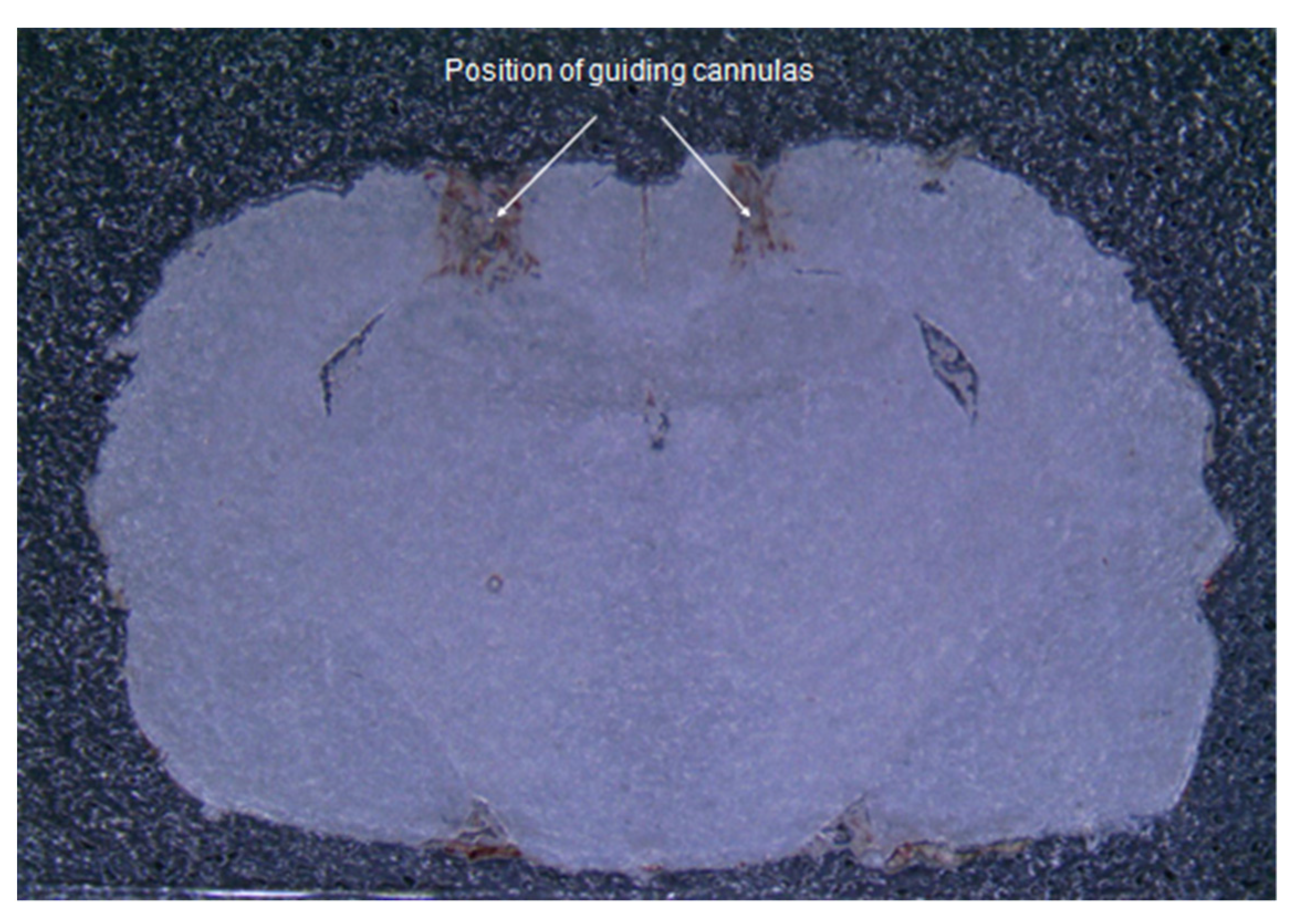 Molecules 26 07387 g001