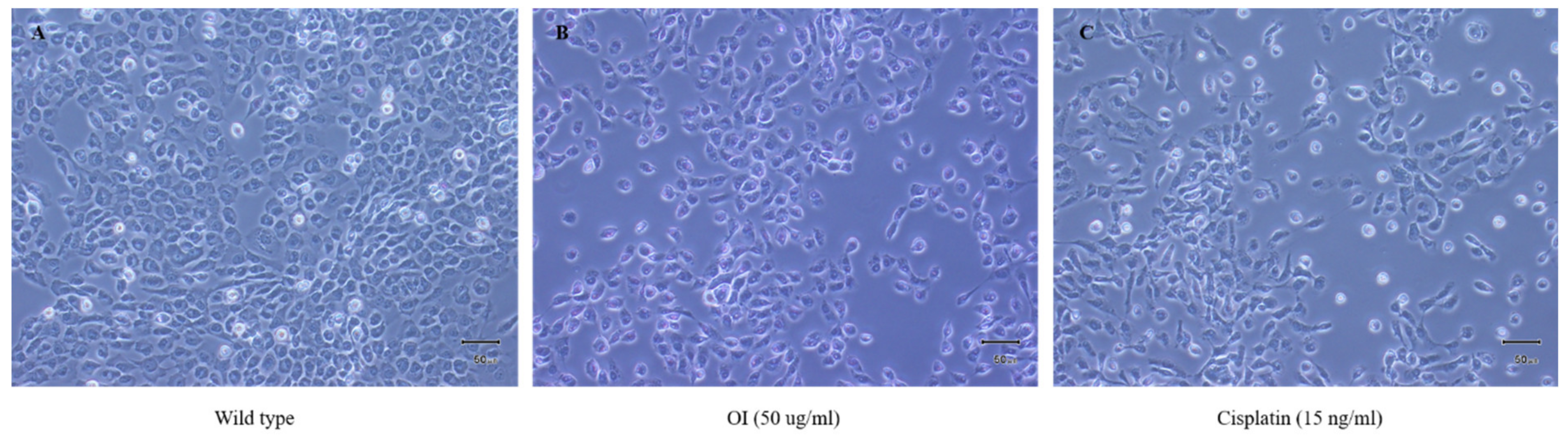 Molecules 26 07430 g003 Molecules 26 07430 g003