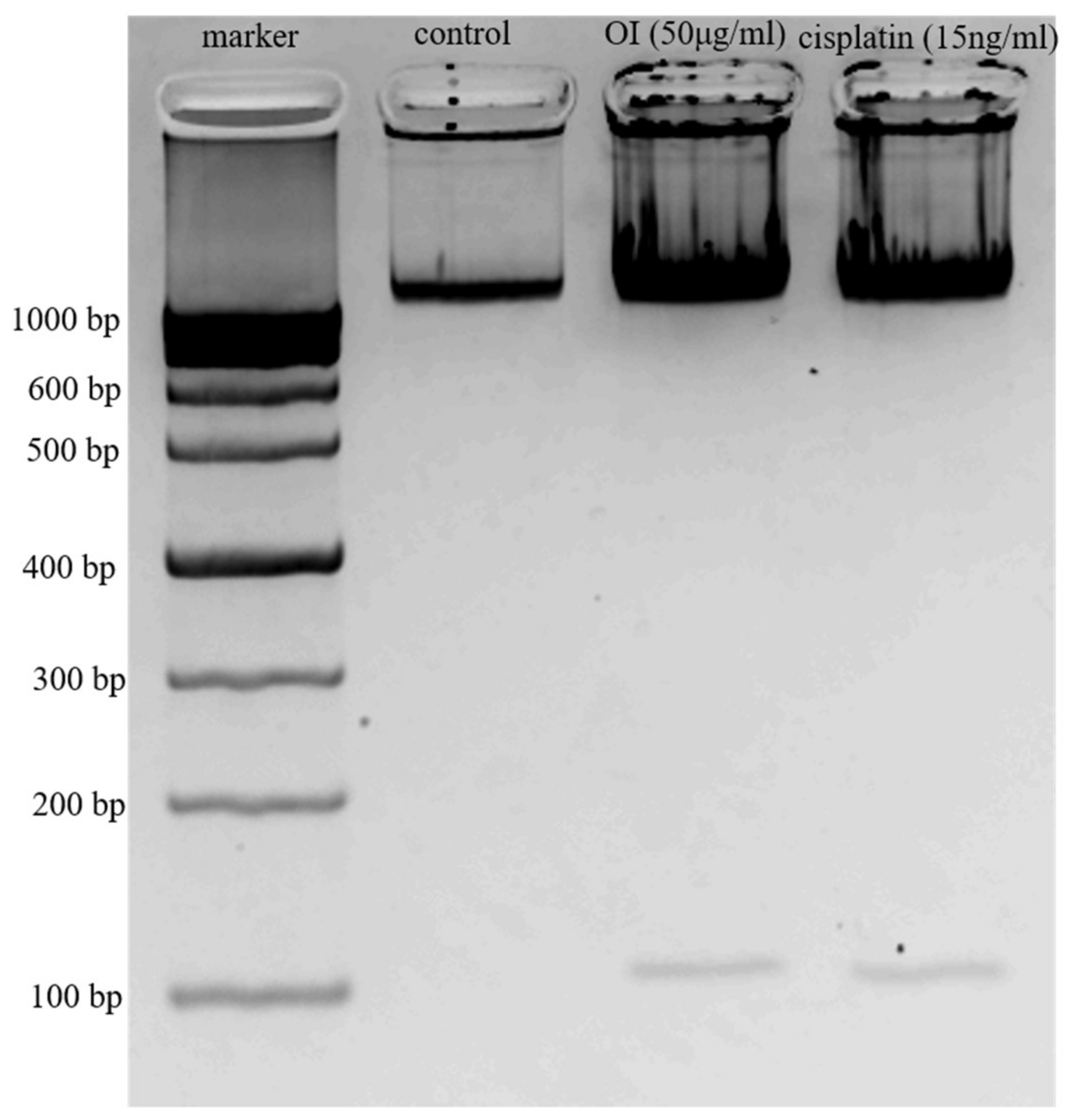 Molecules 26 07430 g005 Molecules 26 07430 g005