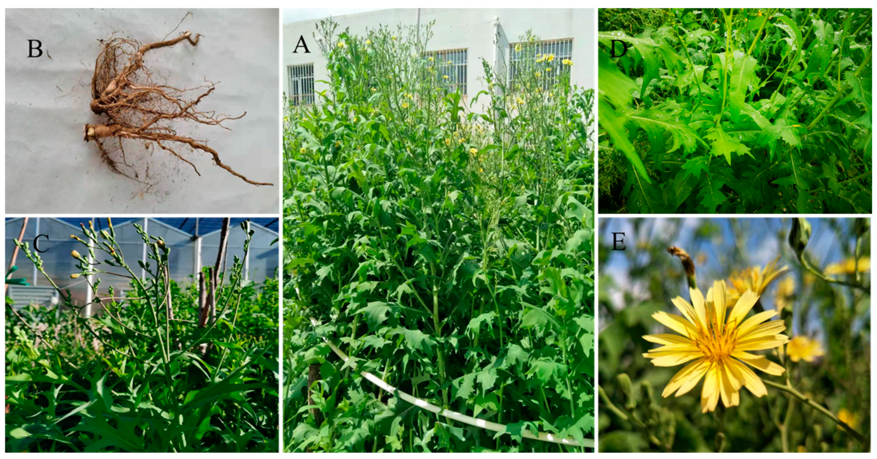 Molecules | Free Full-Text | Comparative Analysis of Major Flavonoids among  Parts of Lactuca indica during Different Growth Periods