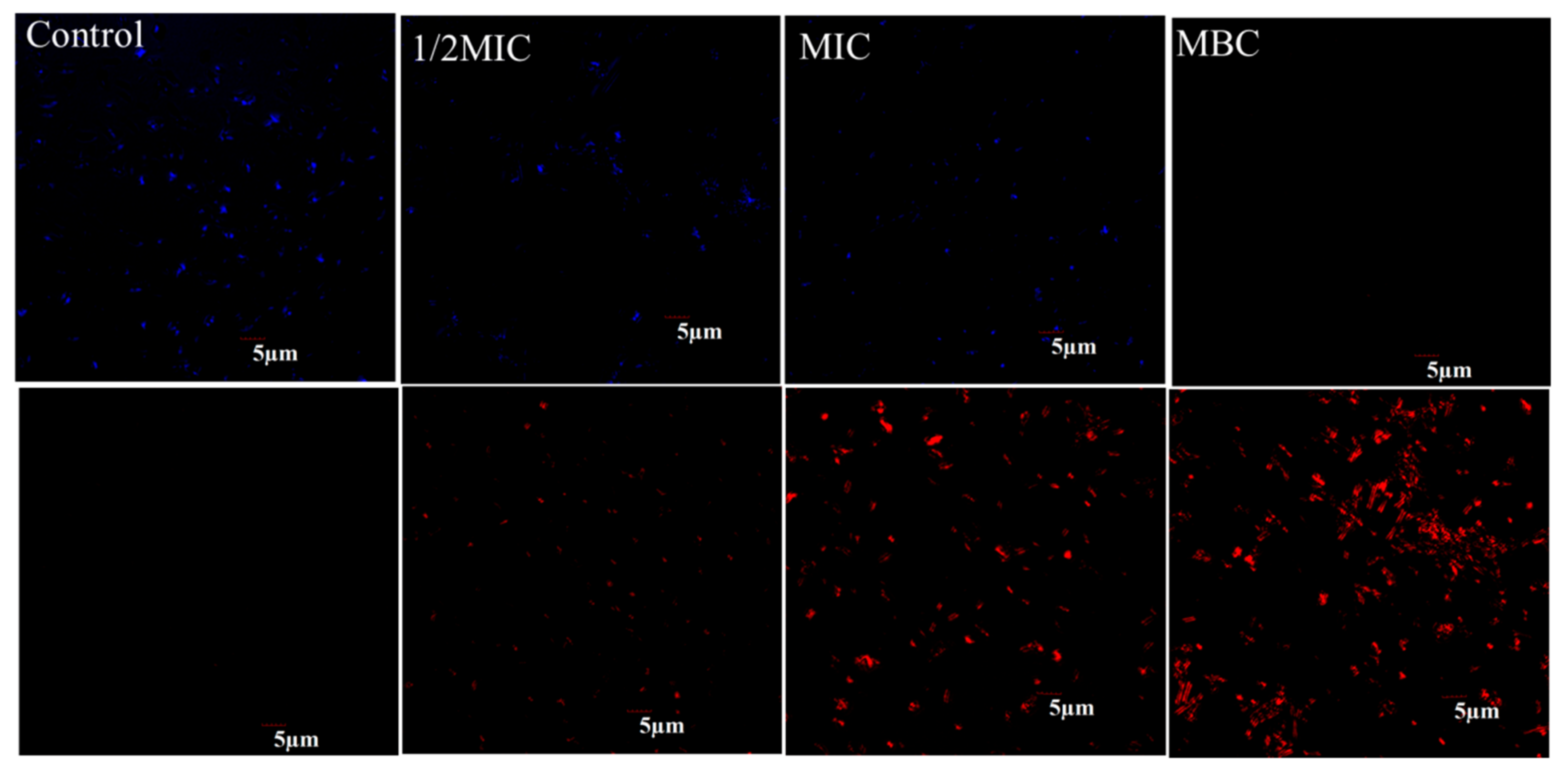 Molecules 26 07580 g002