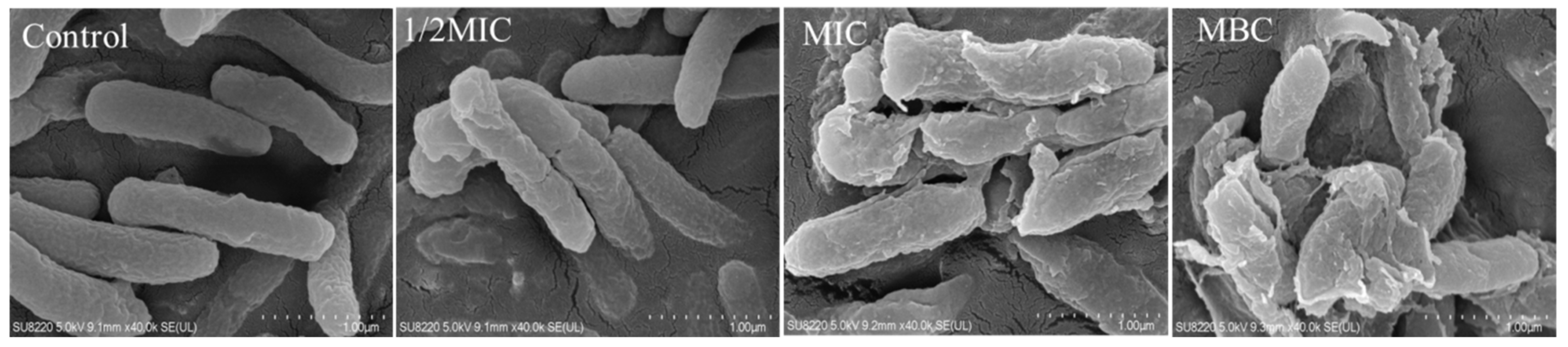 Molecules 26 07580 g003