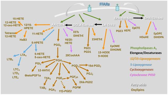 Molecules | Free Full-Text | Macrophage-Mediated Immune Responses: From  Fatty Acids to Oxylipins
