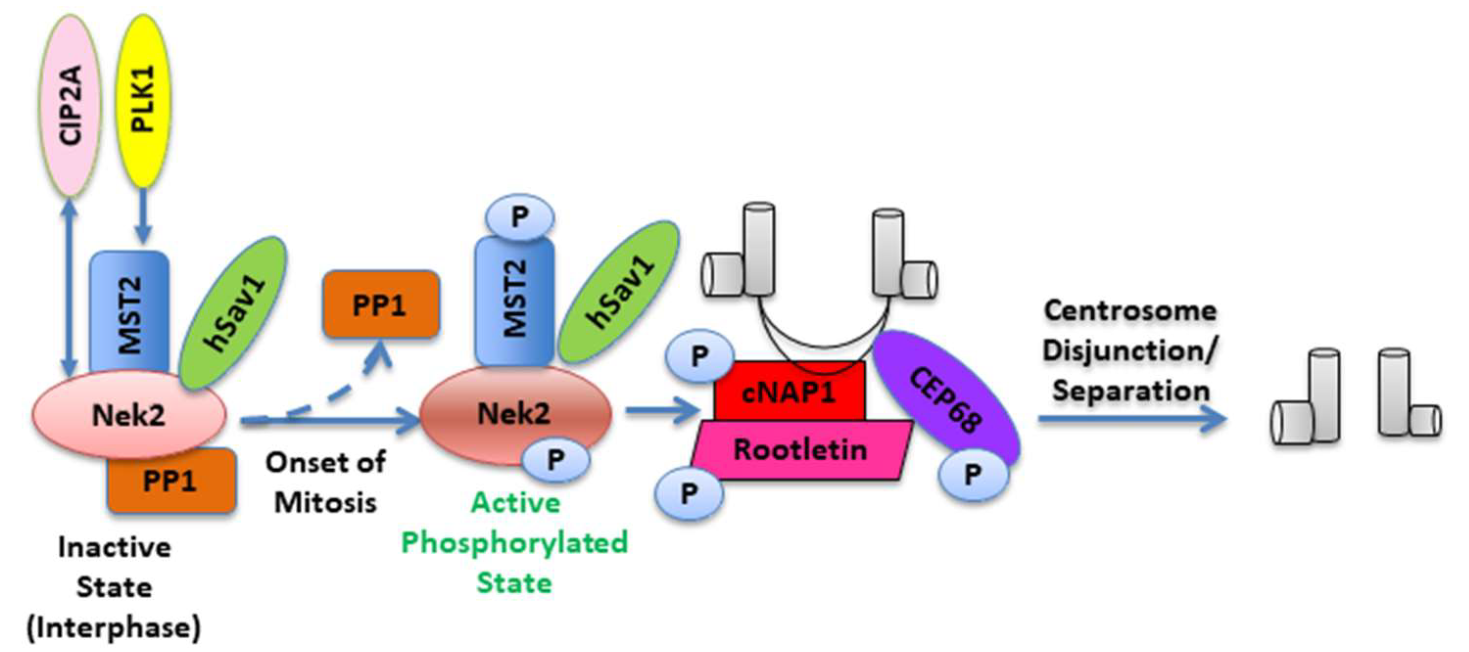 Molecules 27 00347 g002 Molecules 27 00347 g002