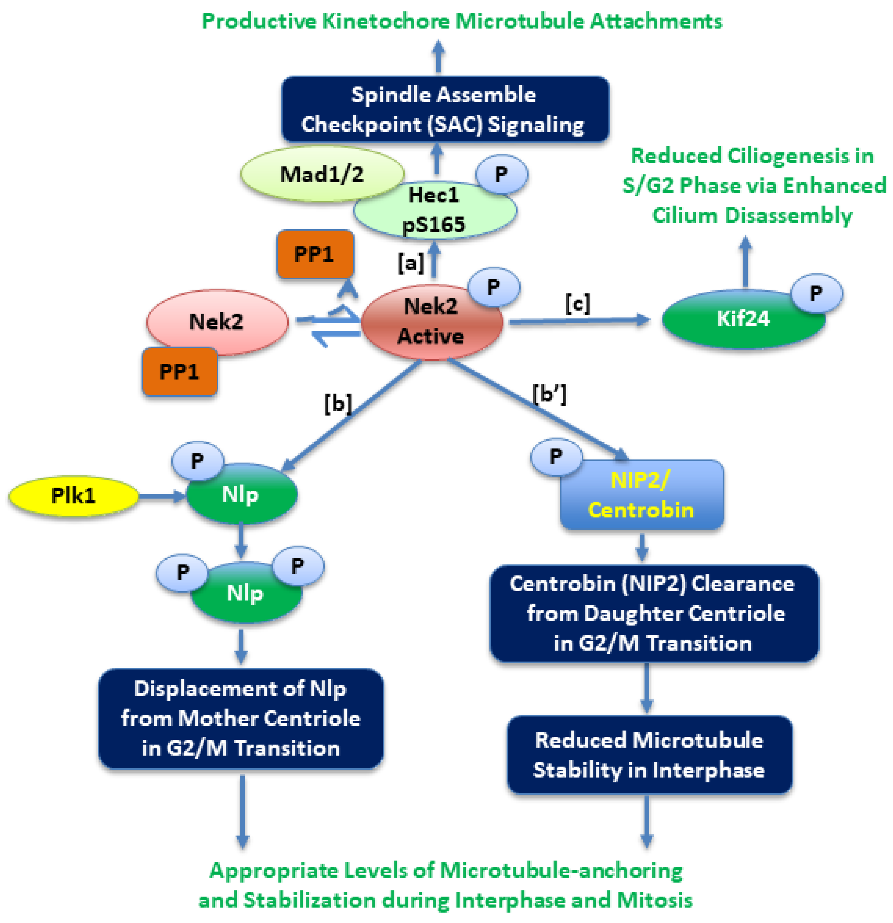 Molecules | Free Full-Text | Nek2 Kinase Signaling in Malaria, Bone, Immune  and Kidney Disorders to Metastatic Cancers and Drug Resistance: Progress on  Nek2 Inhibitor Development | HTML