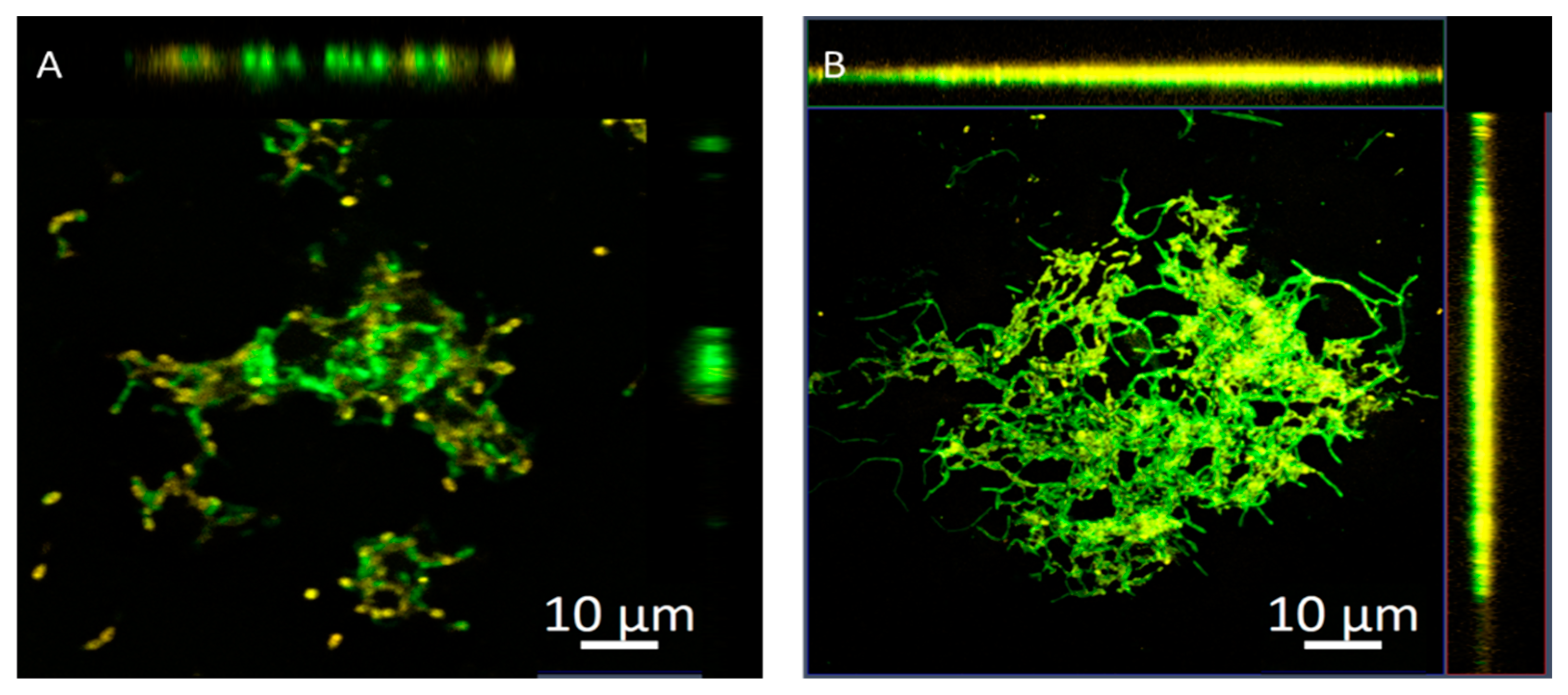 Molecules 27 00699 g003