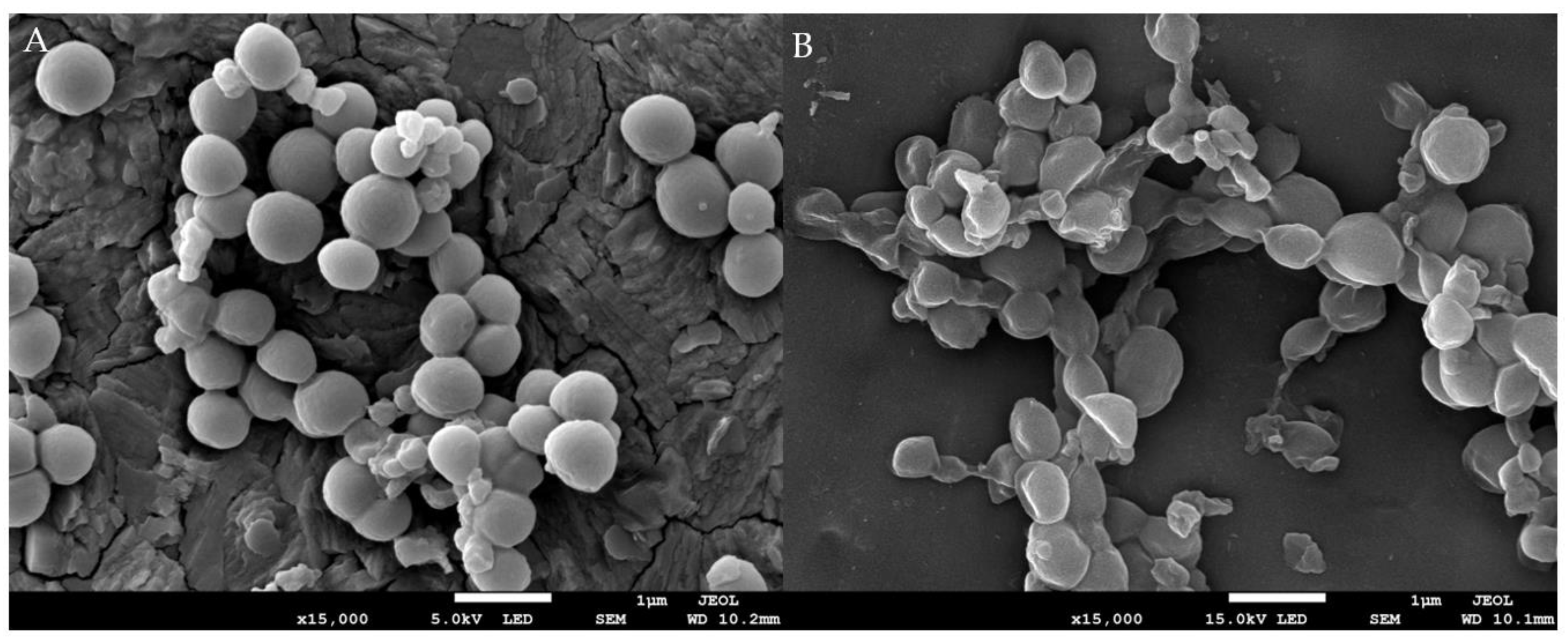 Molecules 27 00838 g003
