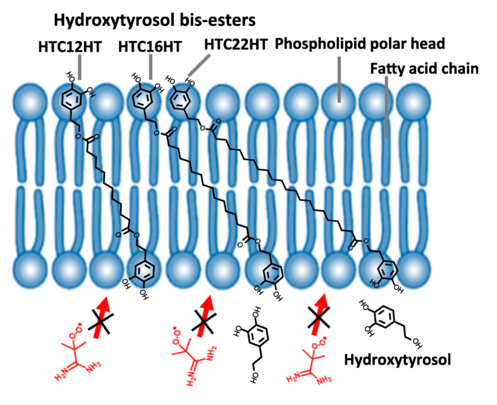 Molecules 27 00921 g003