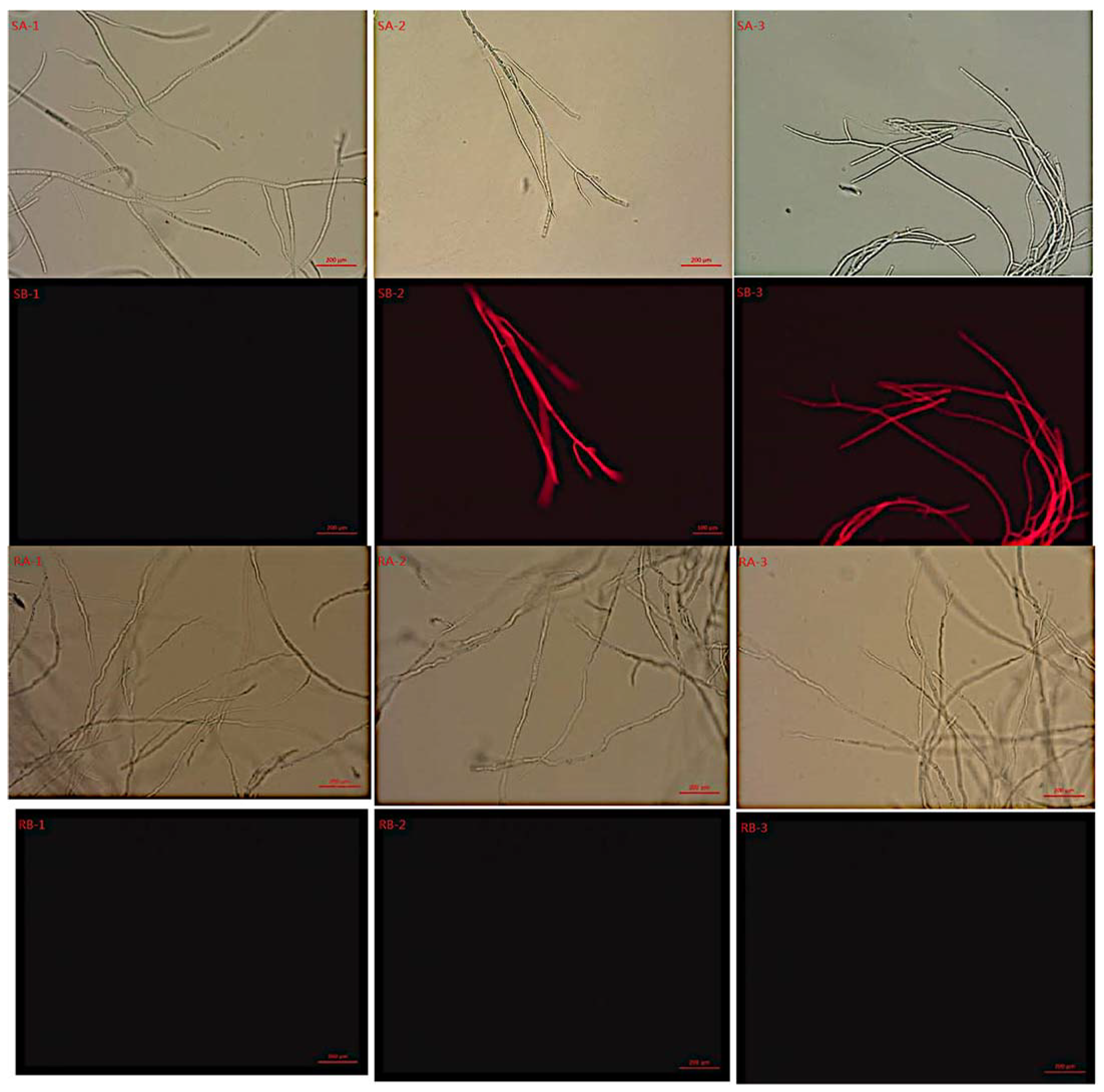 Molecules 27 00936 g003