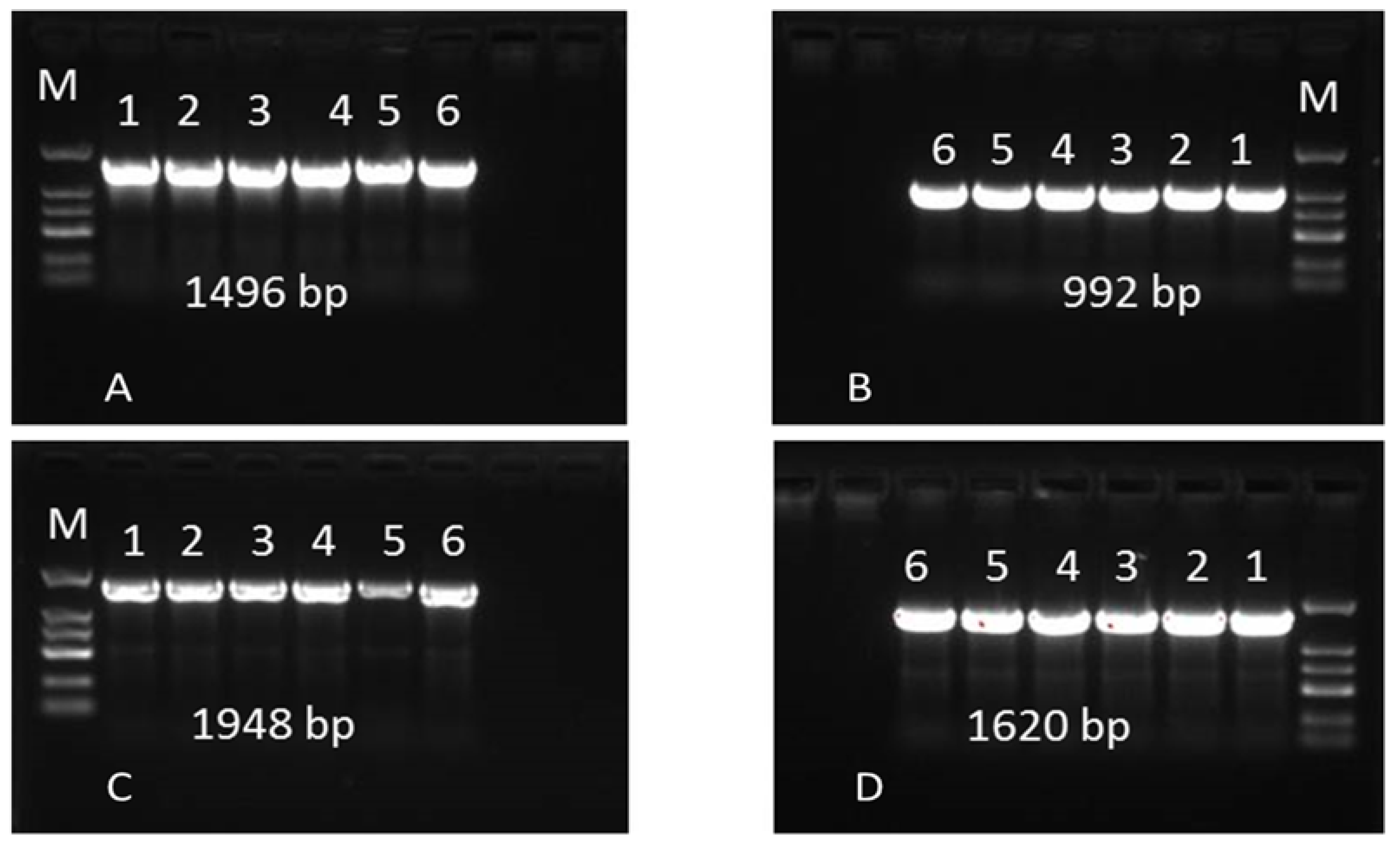 Molecules 27 00936 g007