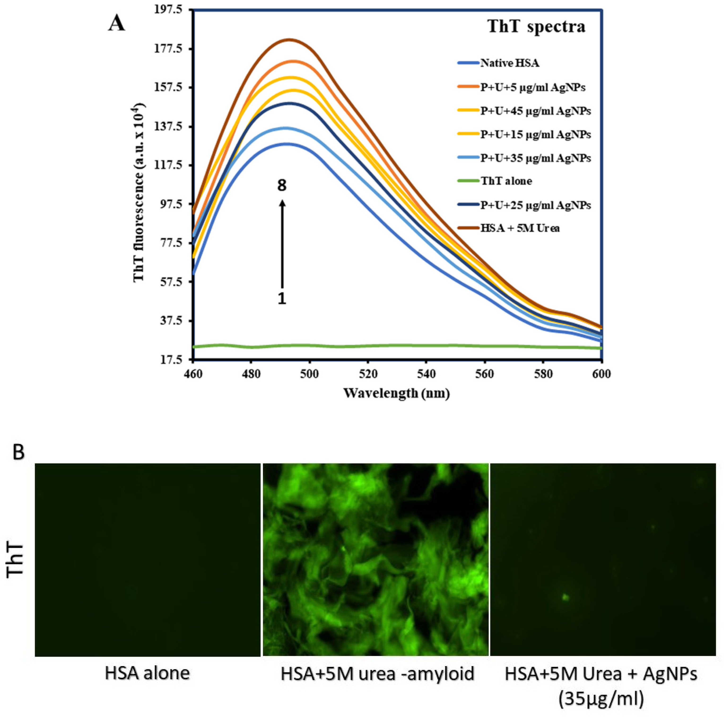 Molecules 27 00944 g004