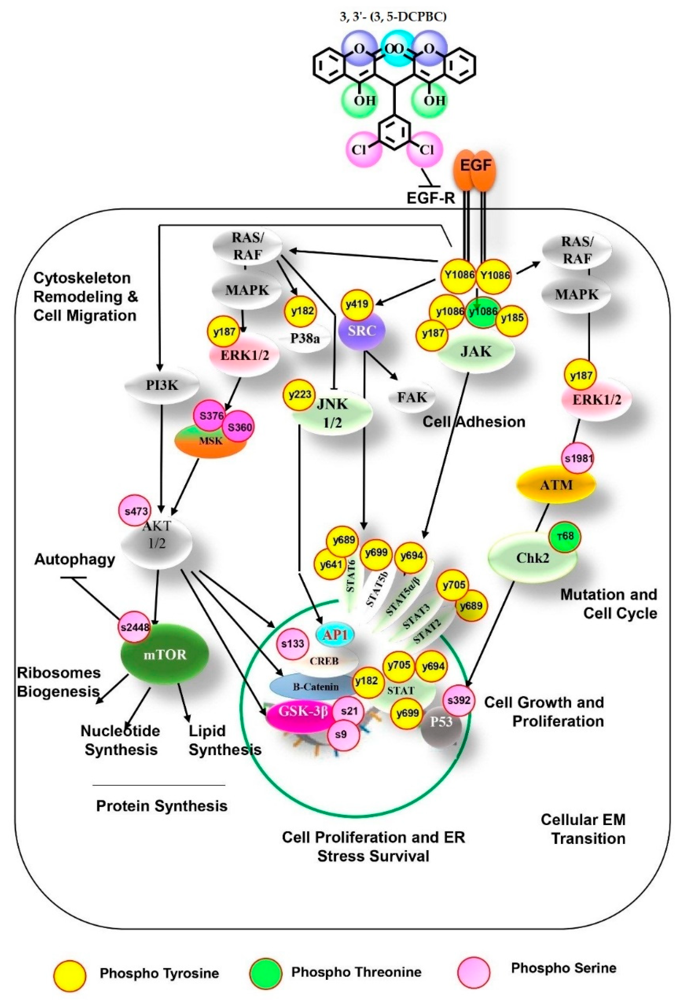 Uncovering viral RNA–host cell interactions on a proteome-wide scale:  Trends in Biochemical Sciences