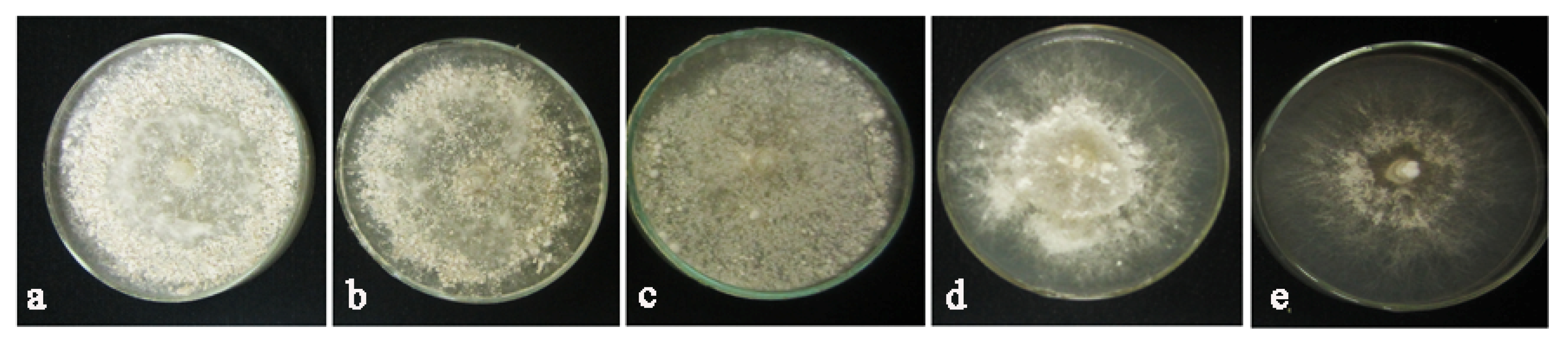 Molecules 27 01181 g010