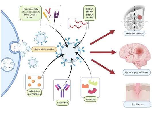 Molecules | Free Full-Text | Exosomes and Other Extracellular Vesicles with  High Therapeutic Potential: Their Applications in Oncology, Neurology, and  Dermatology | HTML