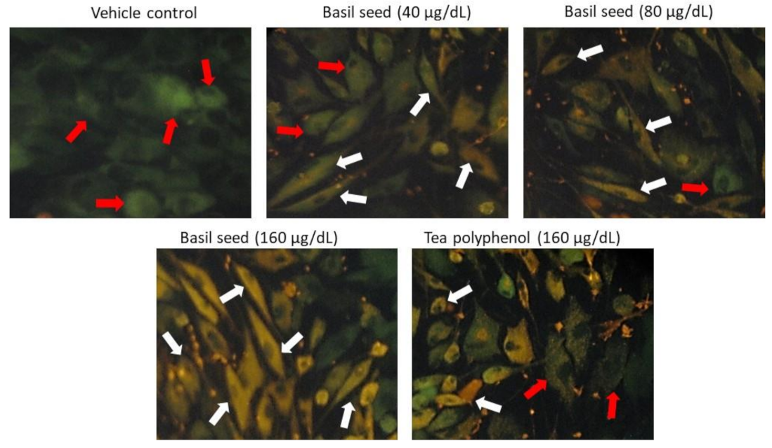 Molecules 27 01388 g006