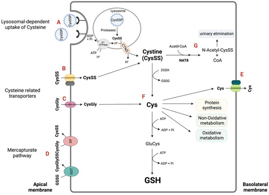 Molecules Free Full Text Cysteine As A Multifaceted Player In Kidney The Cysteine Related Thiolome And Its Implications For Precision Medicine Html