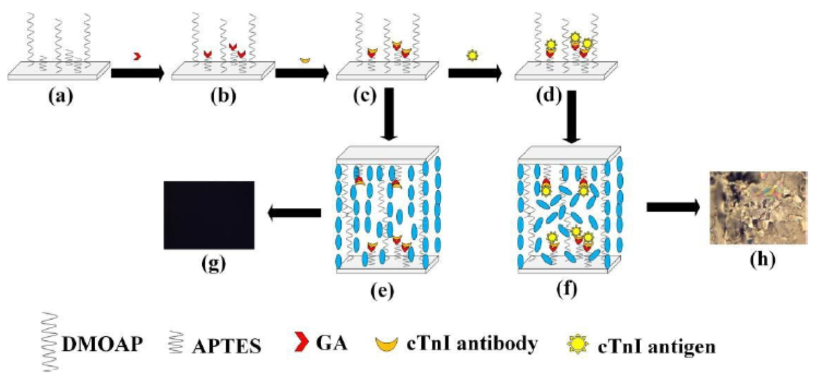 Molecules | Free Full-Text | Development and Application of Liquid Crystals  as Stimuli-Responsive Sensors | HTML