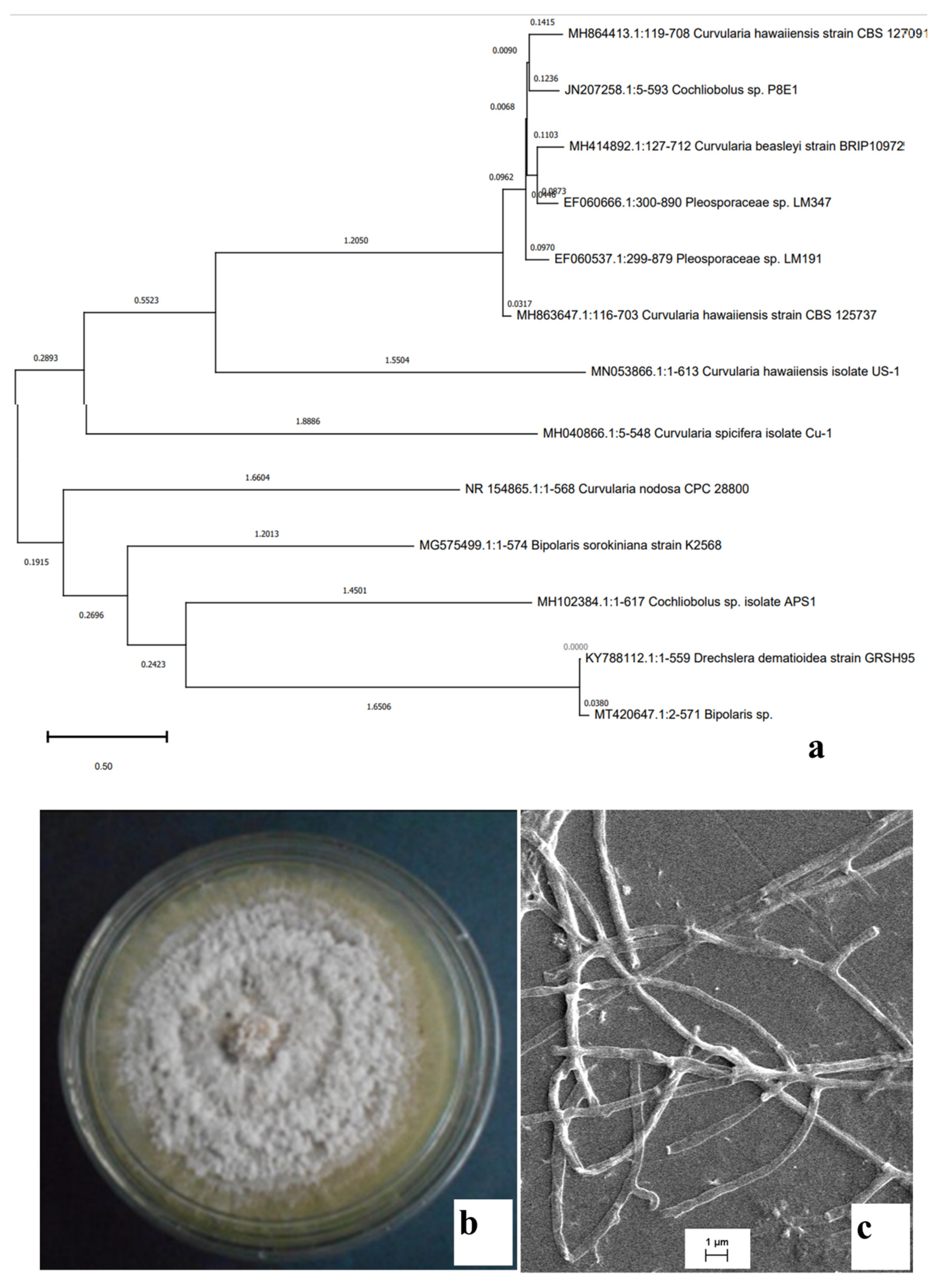 Molecules 27 01459 g001 Molecules 27 01459 g001