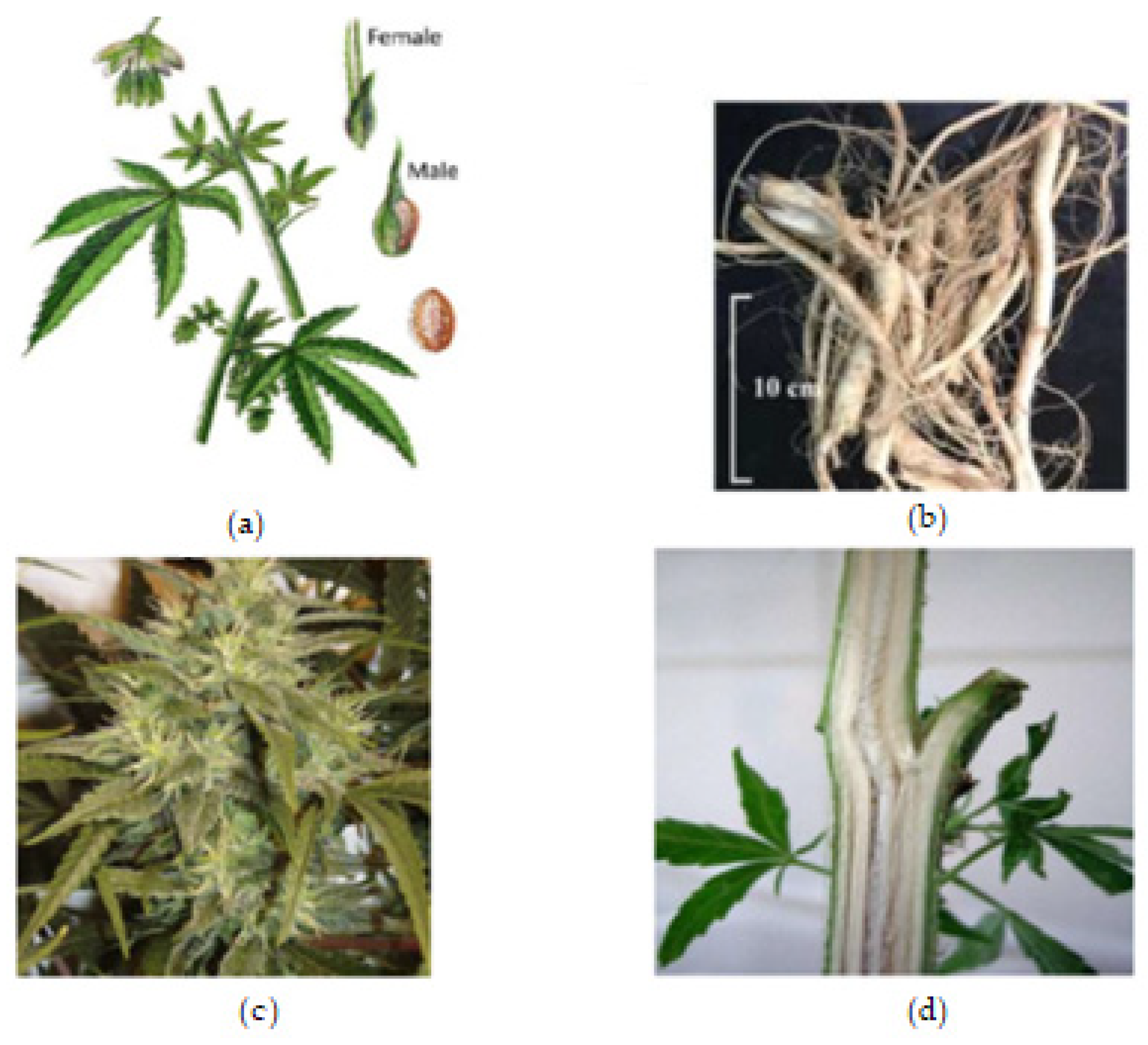 Molecules | Free Full-Text | The Medicinal Natural Products of Cannabis  sativa Linn.: A Review