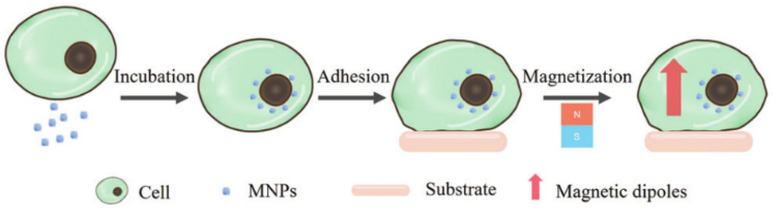 Molecules 27 02072 g005