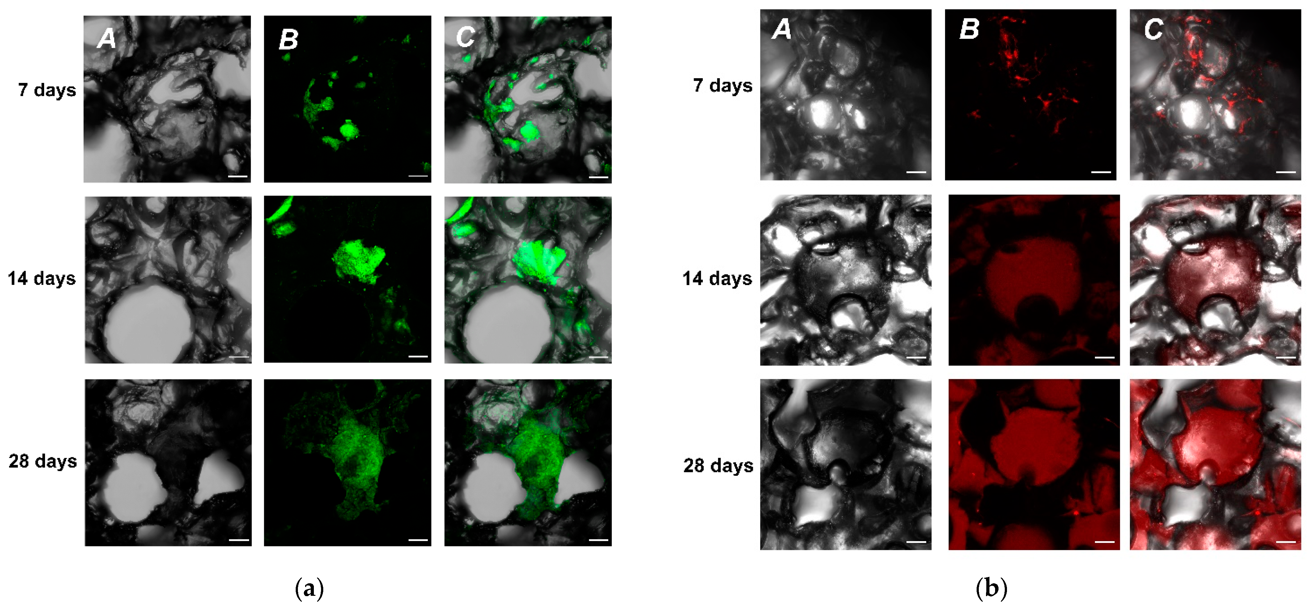 Molecules 27 02087 g002