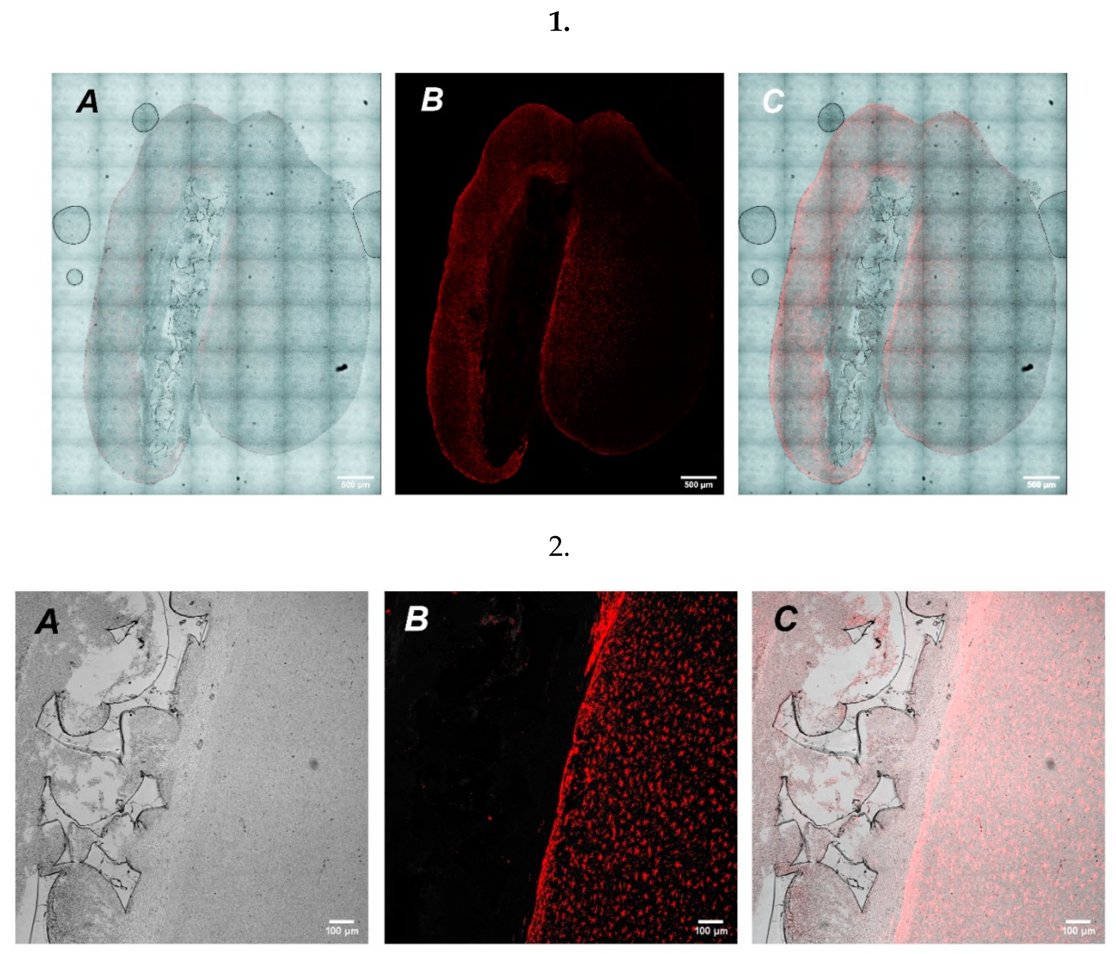 Molecules 27 02087 g006