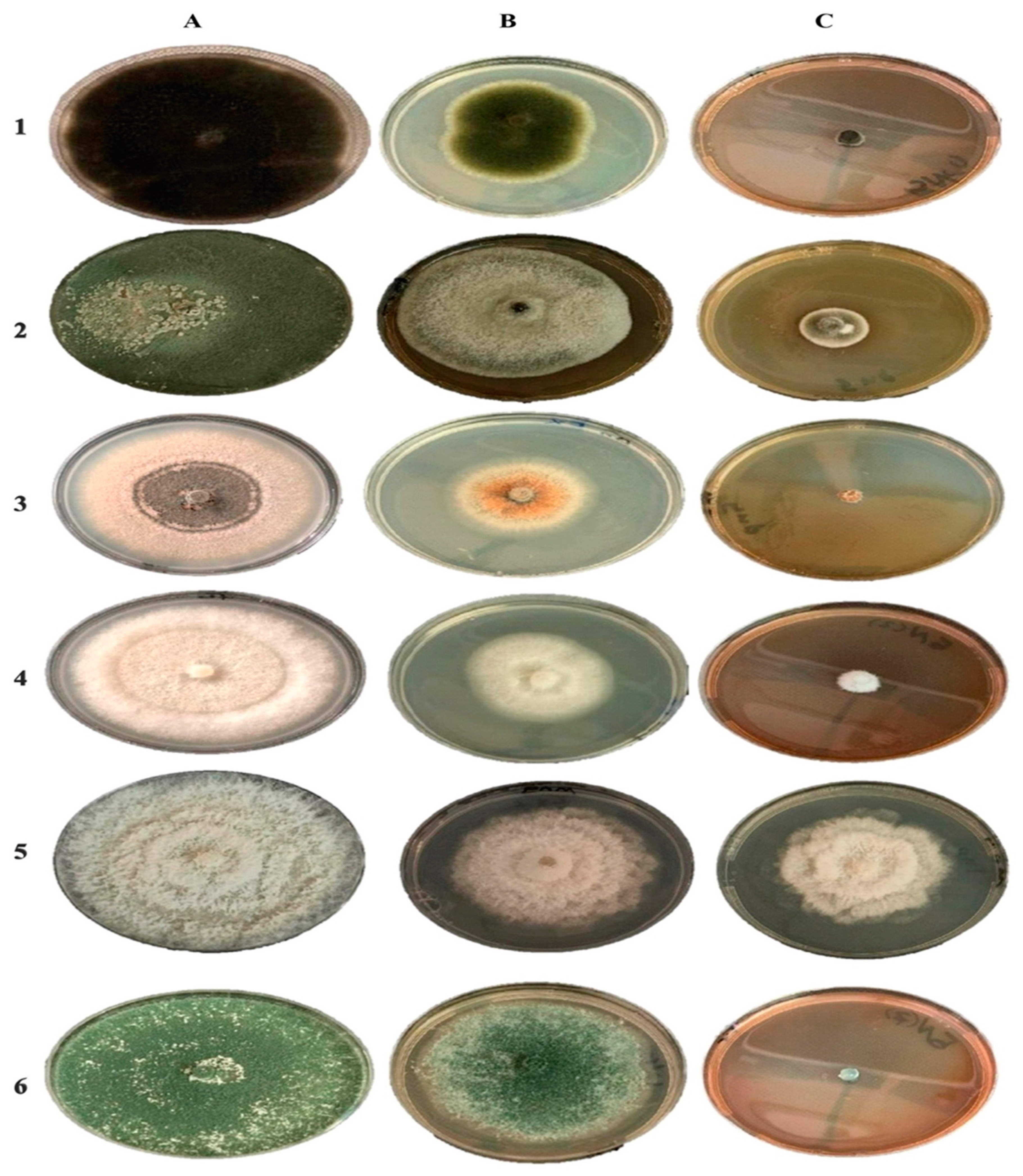 Molecules 27 02186 g007