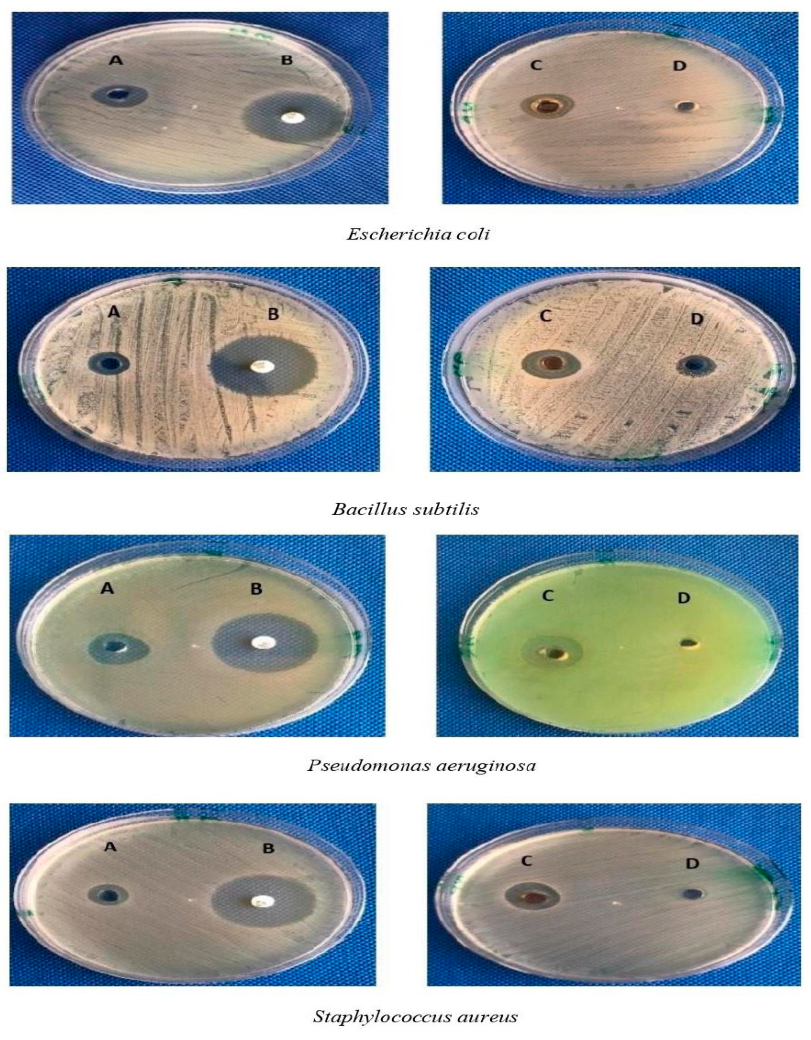 Molecules 27 02186 g010