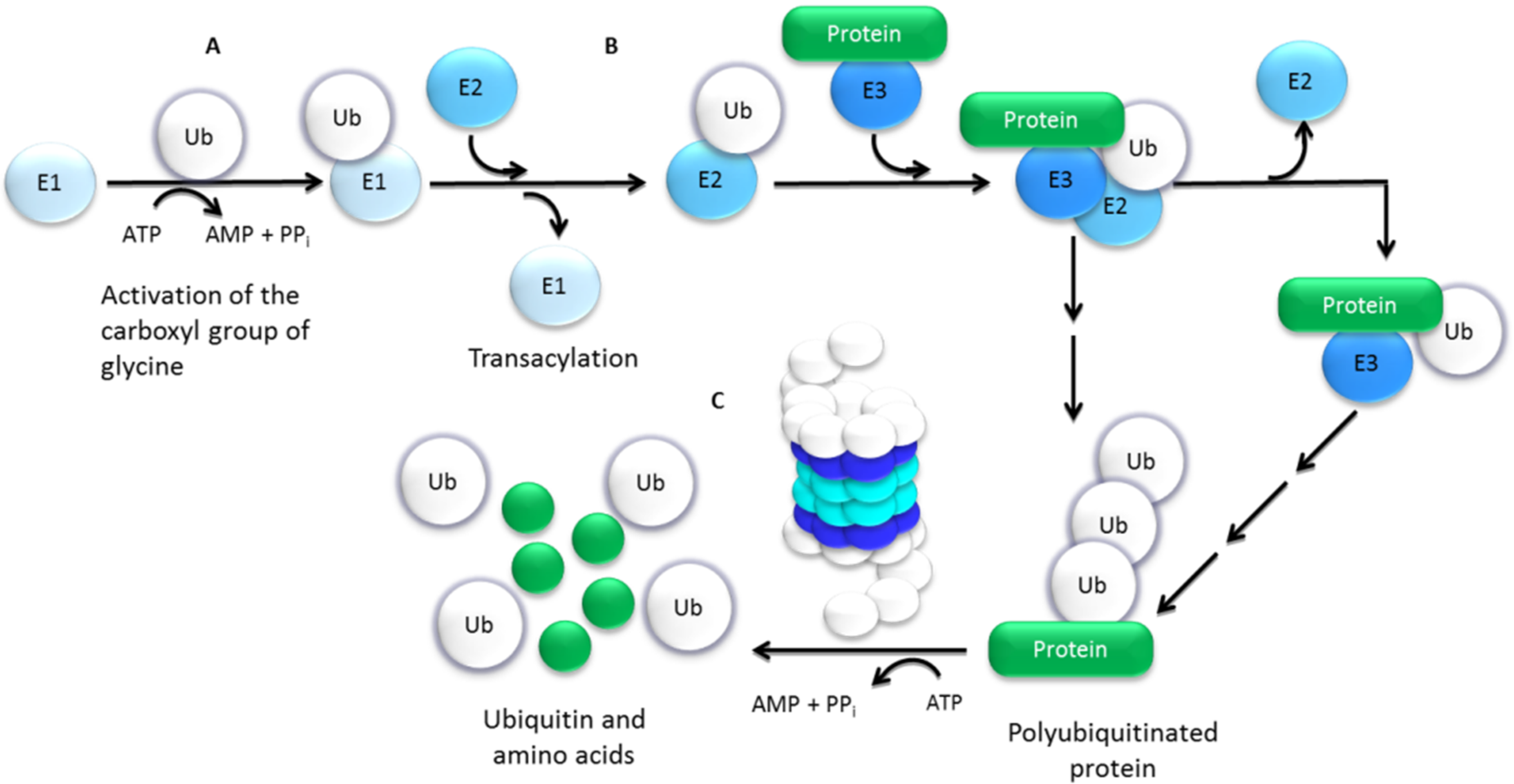 Molecules 27 02201 g003