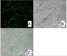 Molecules 27 02202 i012