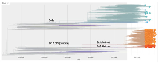 Delta vs. Omicron: Which COVID-19 variant will become dominant in the US? -  The Boston Globe