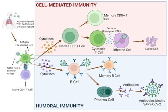 What does 'survival of the fittest' mean in the coronavirus pandemic? Look  to the immune system