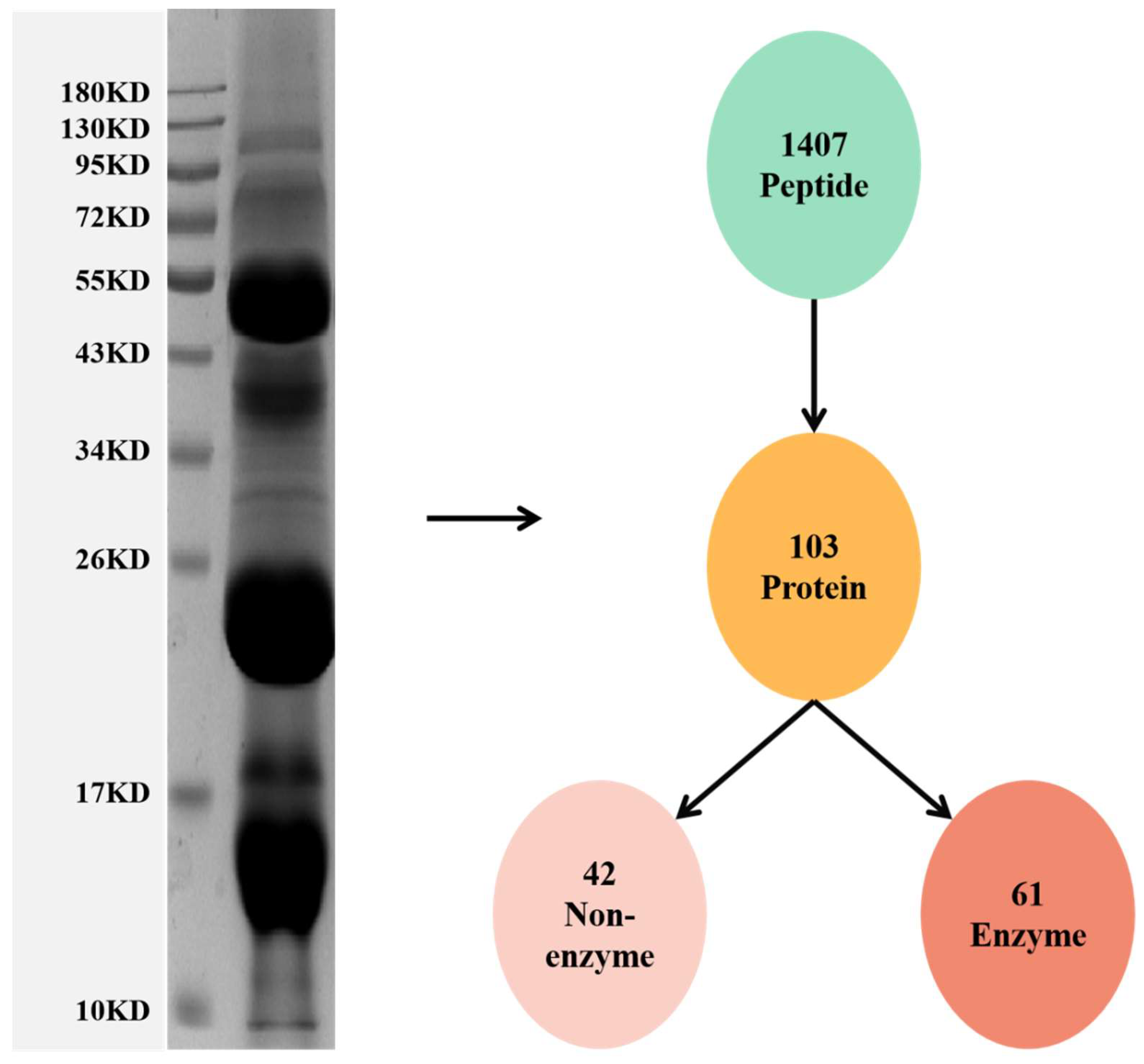 In vitro evaluation of the potential use of snake-derived peptides