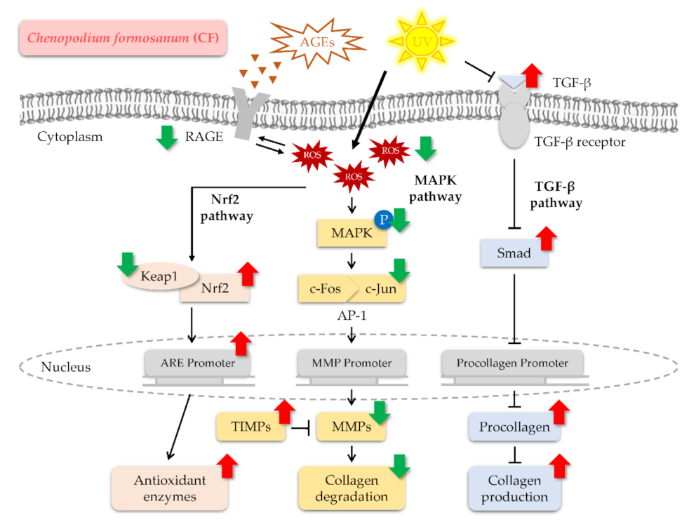 Molecules 27 02332 g013