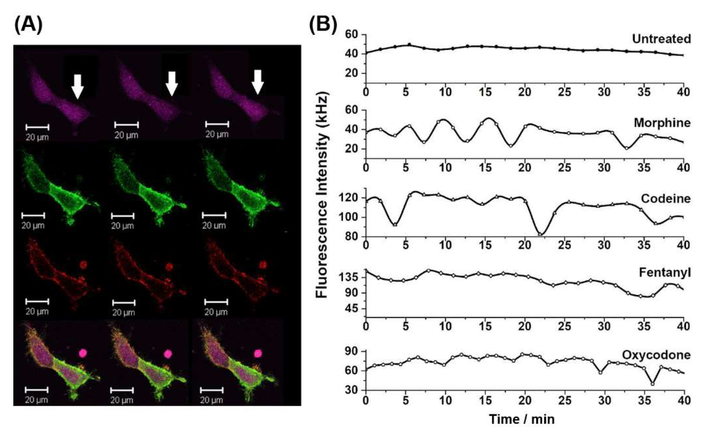 Molecules | Free Full-Text | Non-Peptide Opioids Differ In Effects On ...