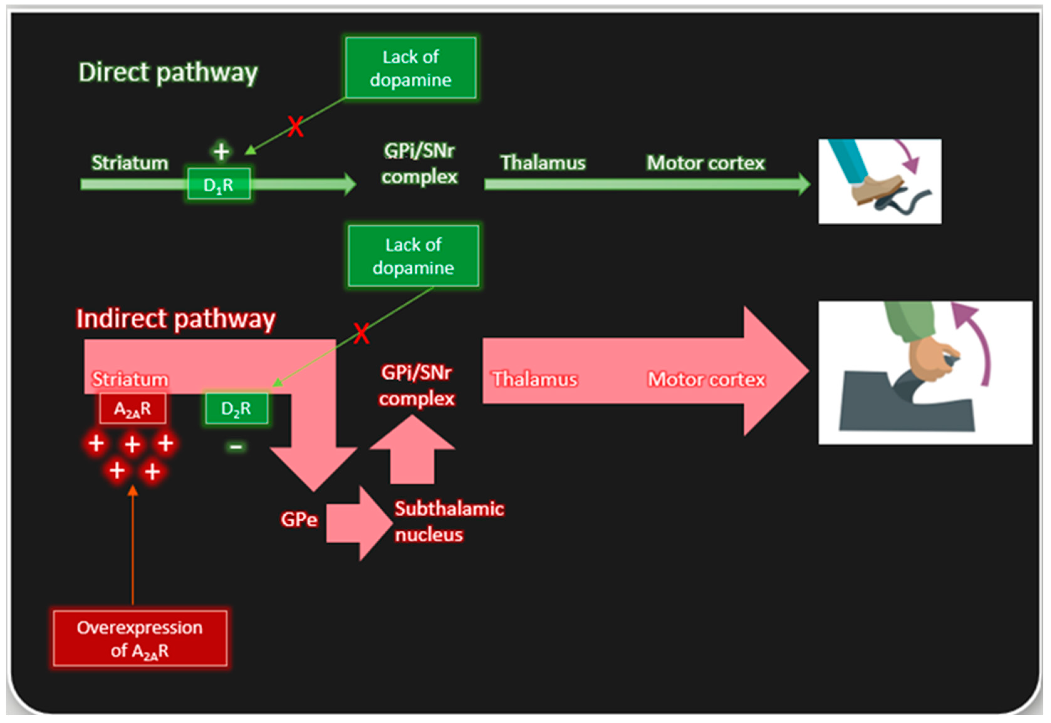 Adenosine Receptor Antagonists: Translating Medicinal Chemistry and  Pharmacology into Clinical Utility