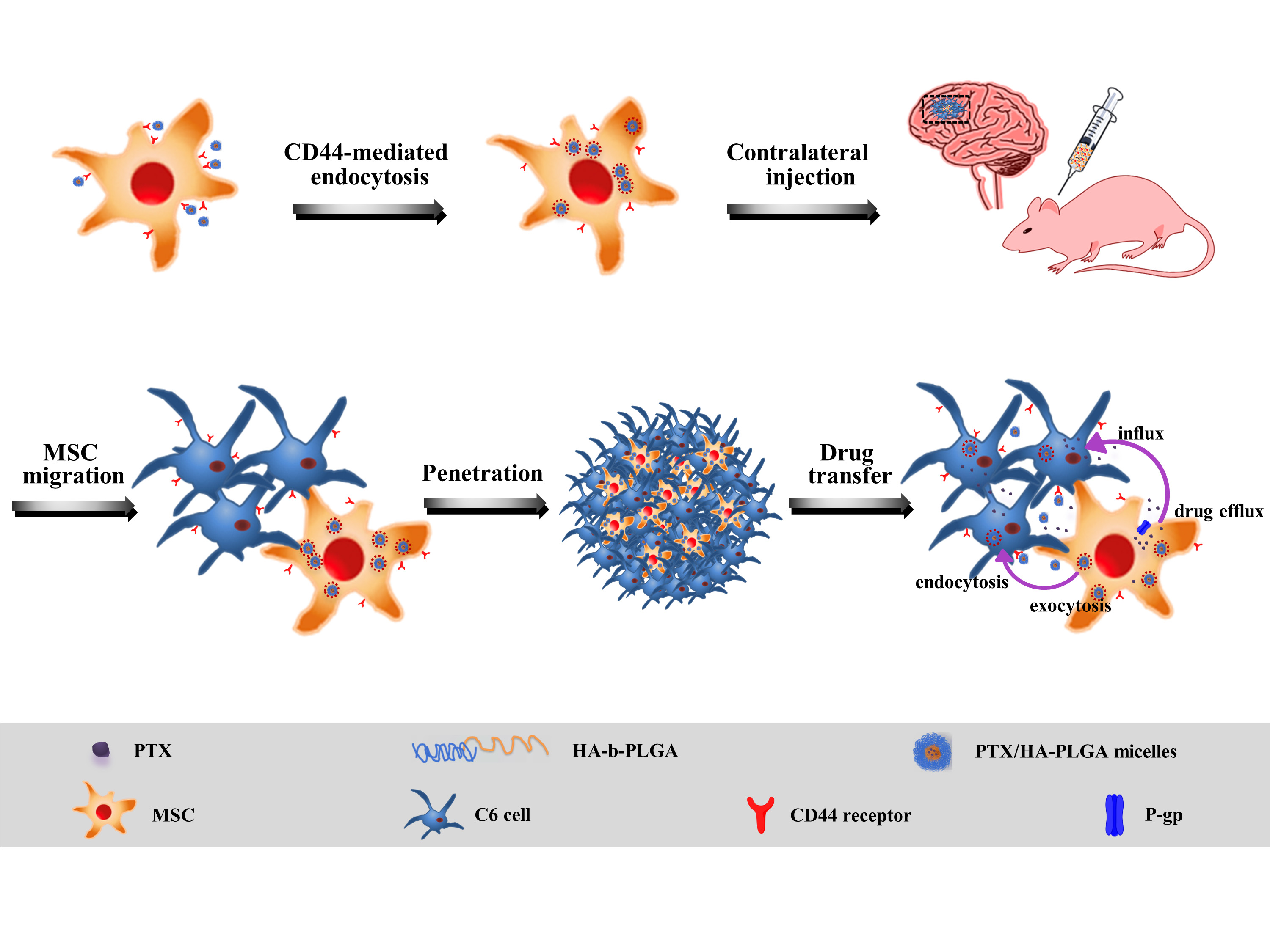 Molecules | Free Full-Text | Tumor Tropic Delivery of Hyaluronic Acid-Poly  (D,L-lactide-co-glycolide) Polymeric Micelles Using Mesenchymal Stem Cells  for Glioma Therapy