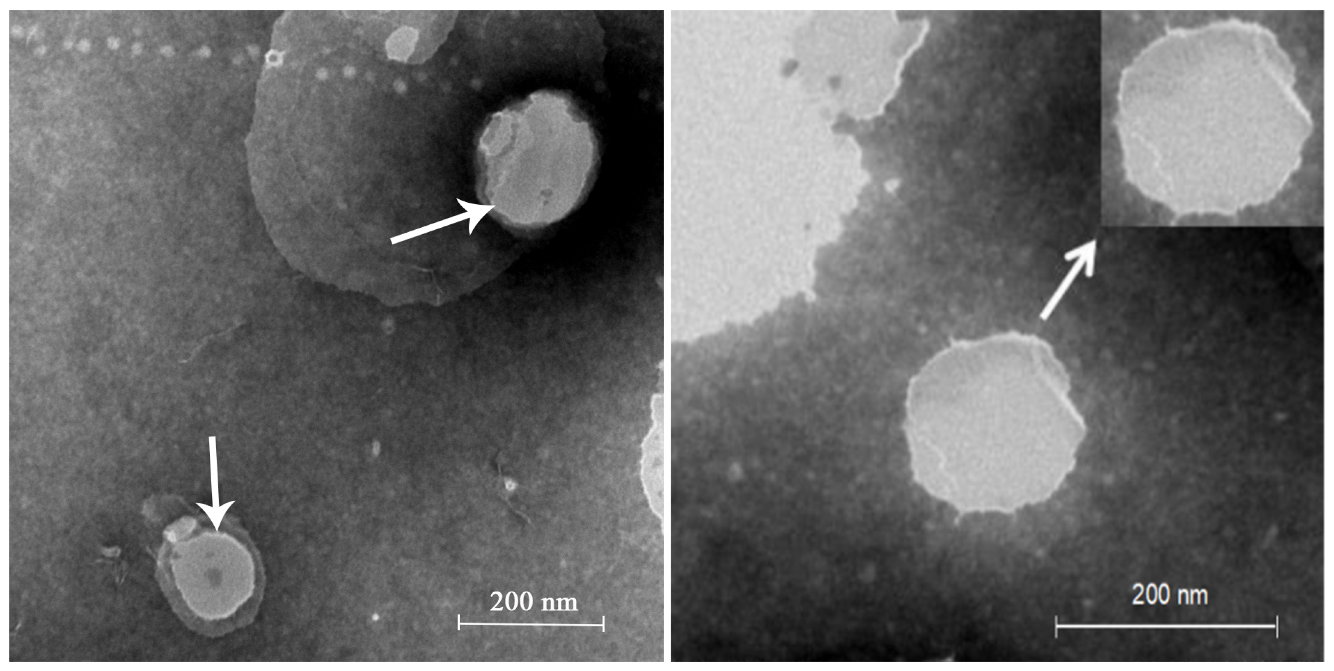 Molecules 27 02504 g001
