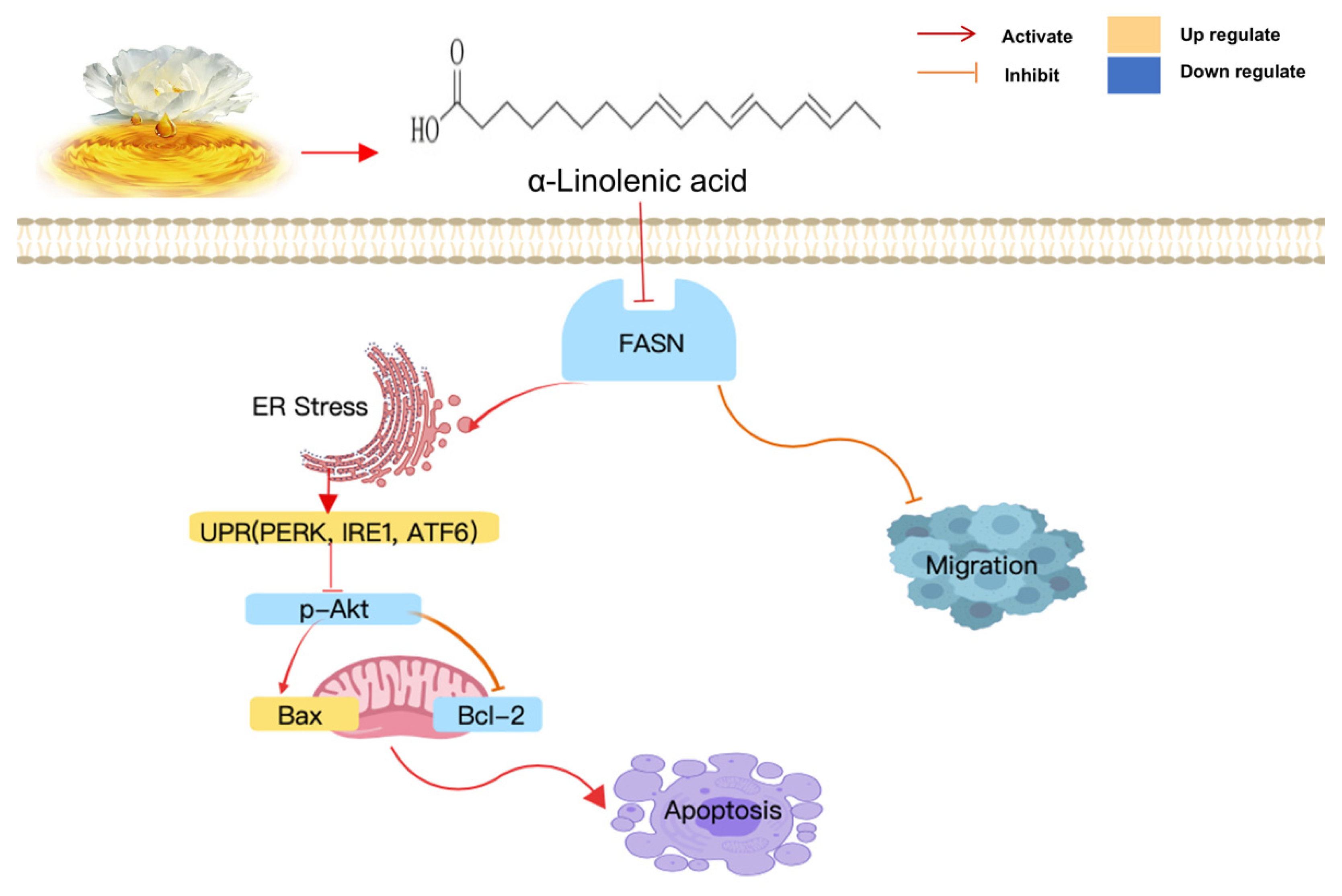 Molecules Free FullText αLinolenic Acid Suppresses Proliferation