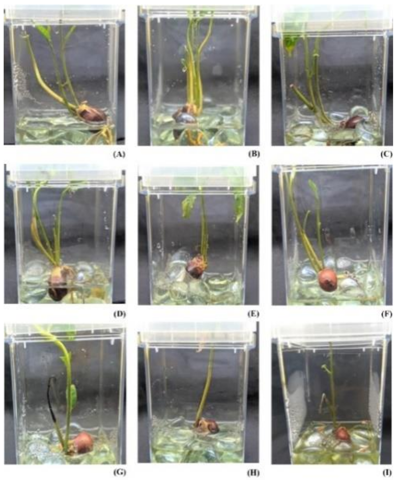 Molecules 27 02966 g001