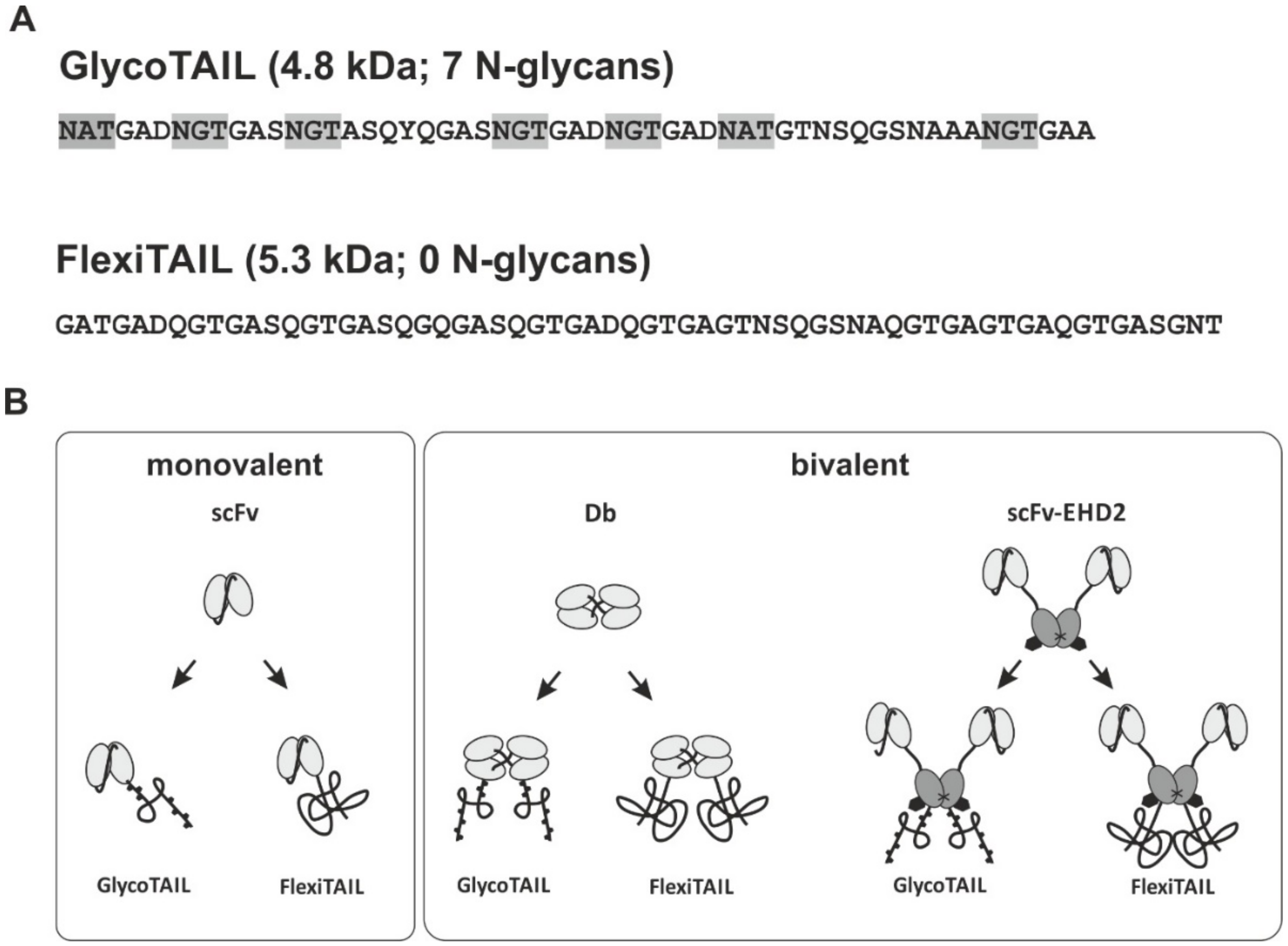 Molecules | Free Full-Text | GlycoTAIL and FlexiTAIL as Half-Life Extension  Modules for Recombinant Antibody Fragments