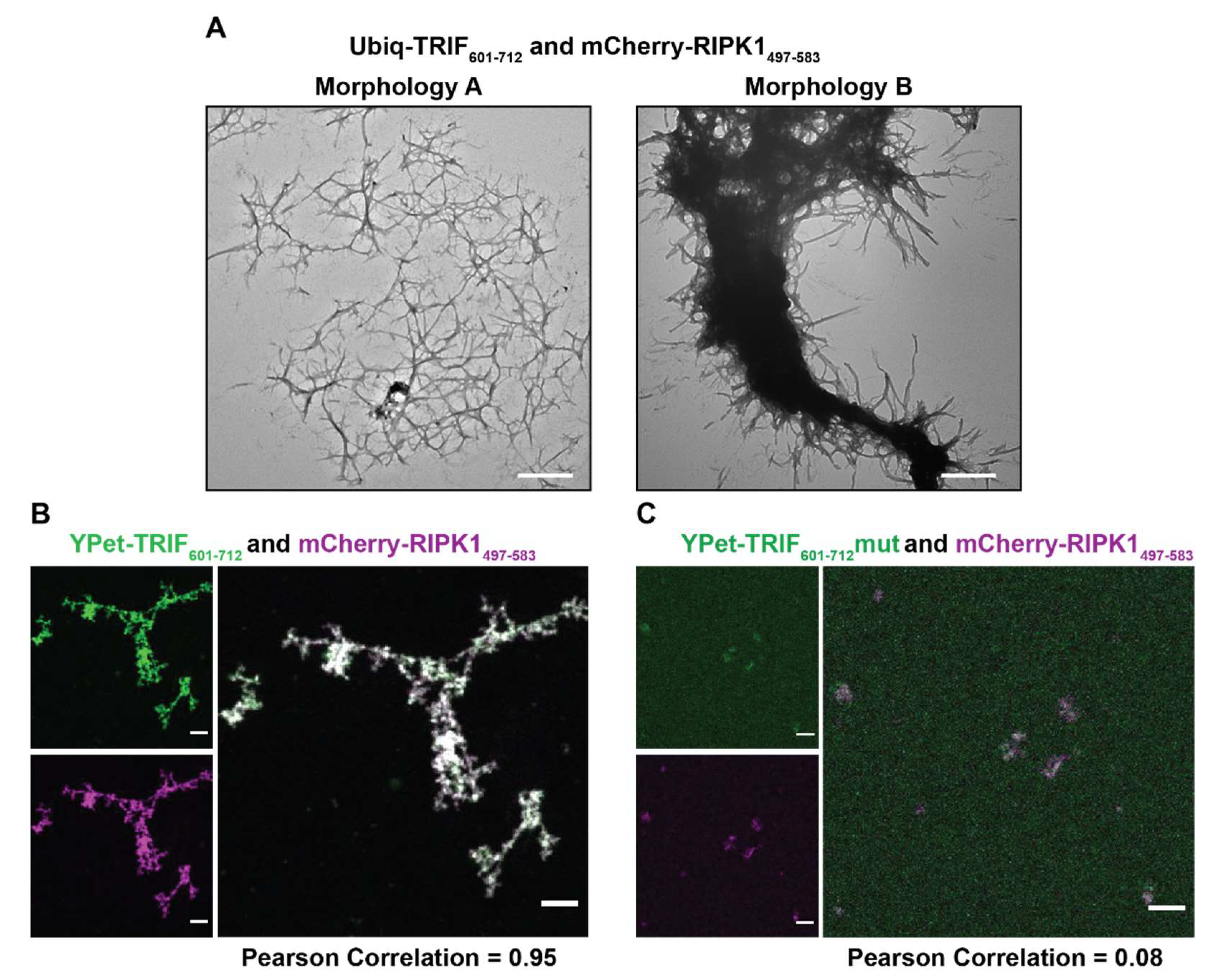 Molecules | Free Full-Text | The RHIM of the Immune Adaptor Protein TRIF  Forms Hybrid Amyloids with Other Necroptosis-Associated Proteins